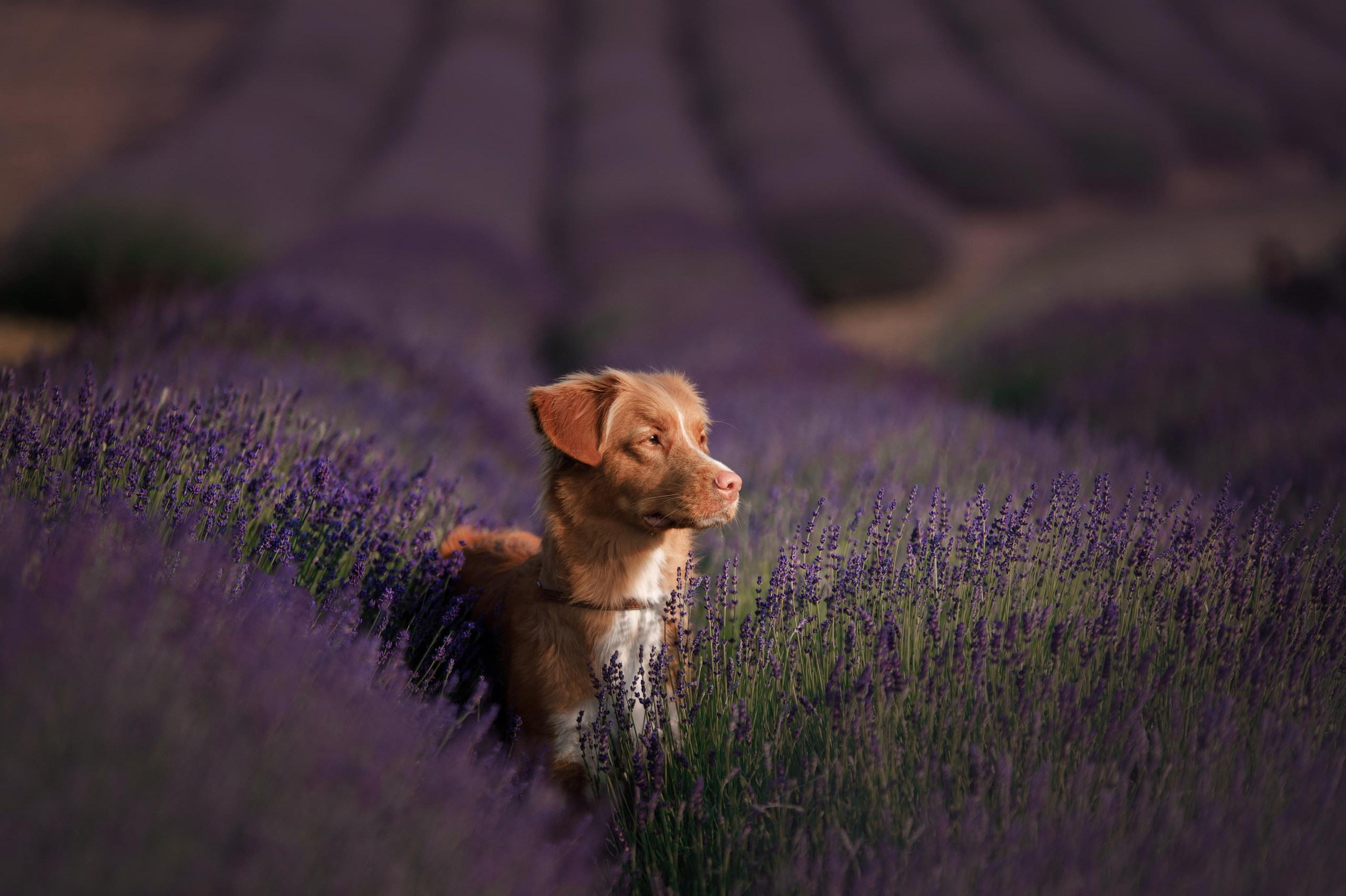Photo of dogs in nature. landscape with dog. Dog photographer Averianova Anna — Art photography of dogs