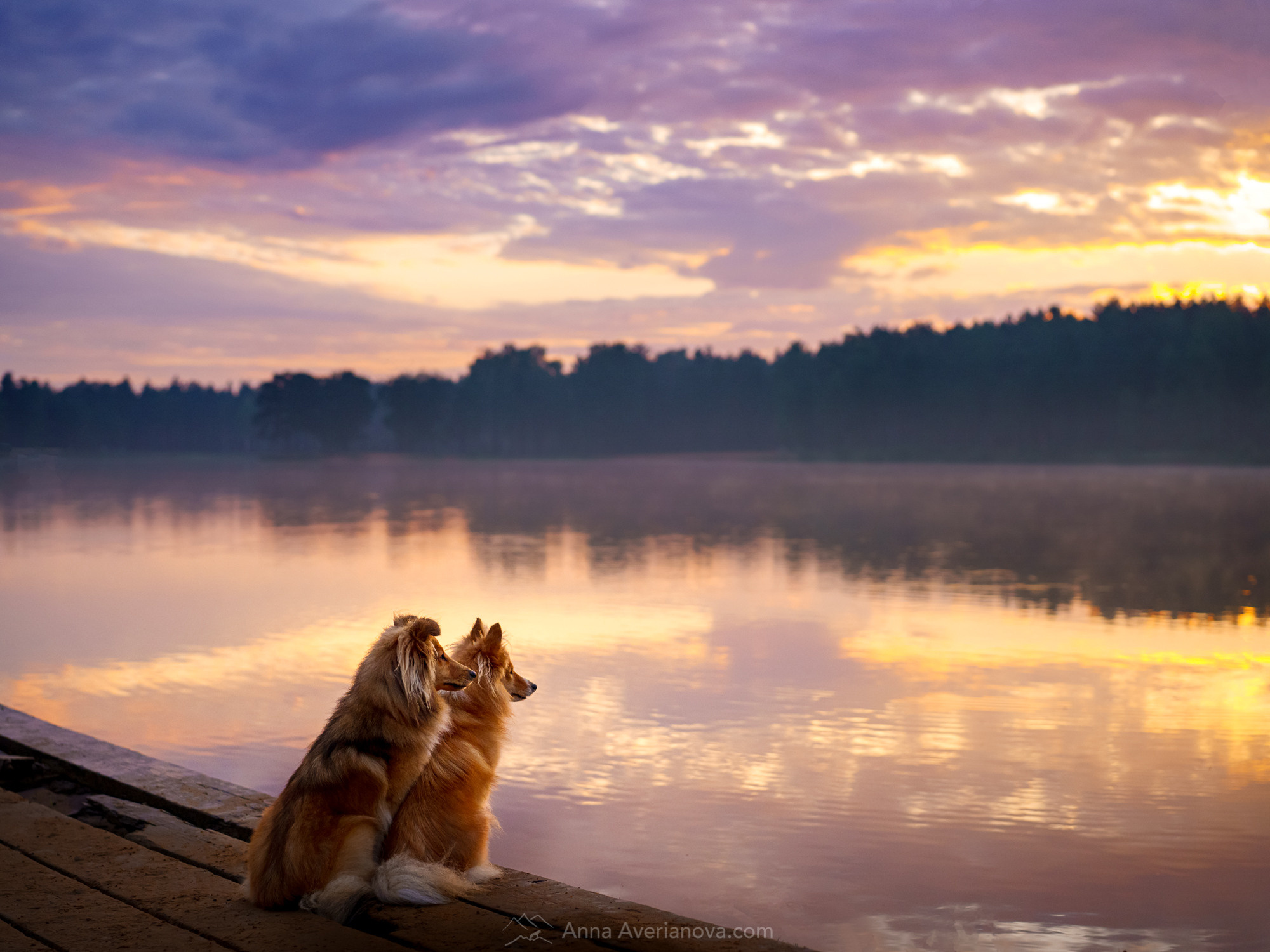 Photo of dogs in nature. landscape with dog. Dog photographer Averianova Anna — Art photography of dogs