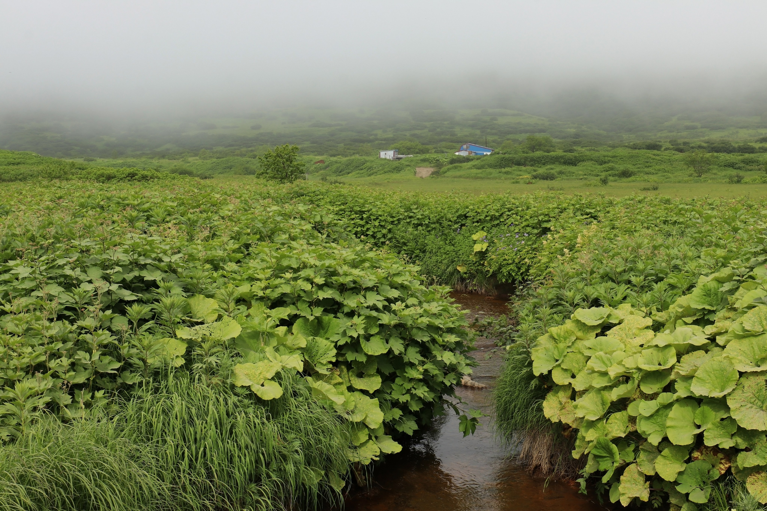 Камчатка и о. Парамушир. Июль 2024. Путешественник-фотограф из Санкт-Петербурга Татьяна Свистулина