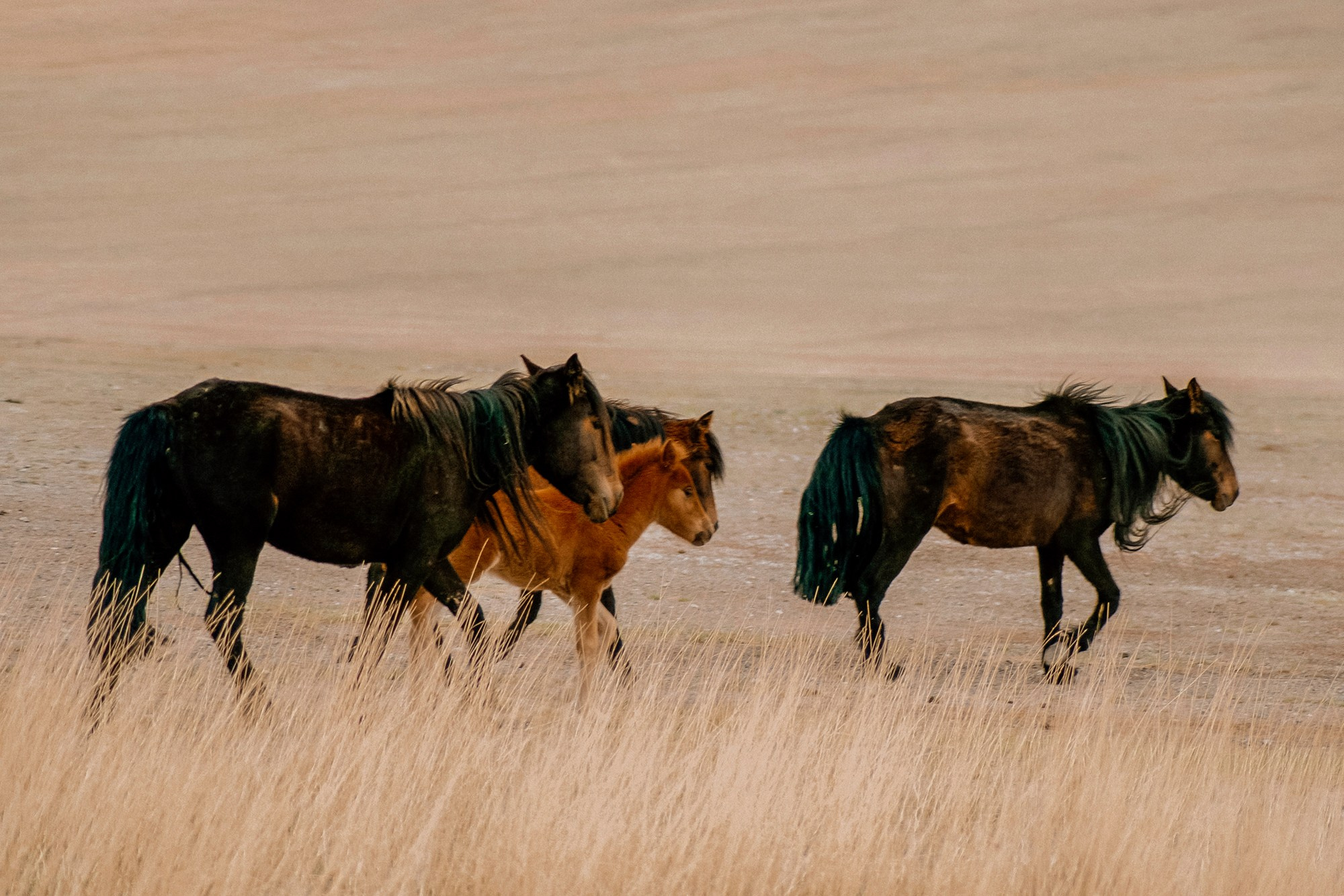 Mongolia landscape. Iraogo