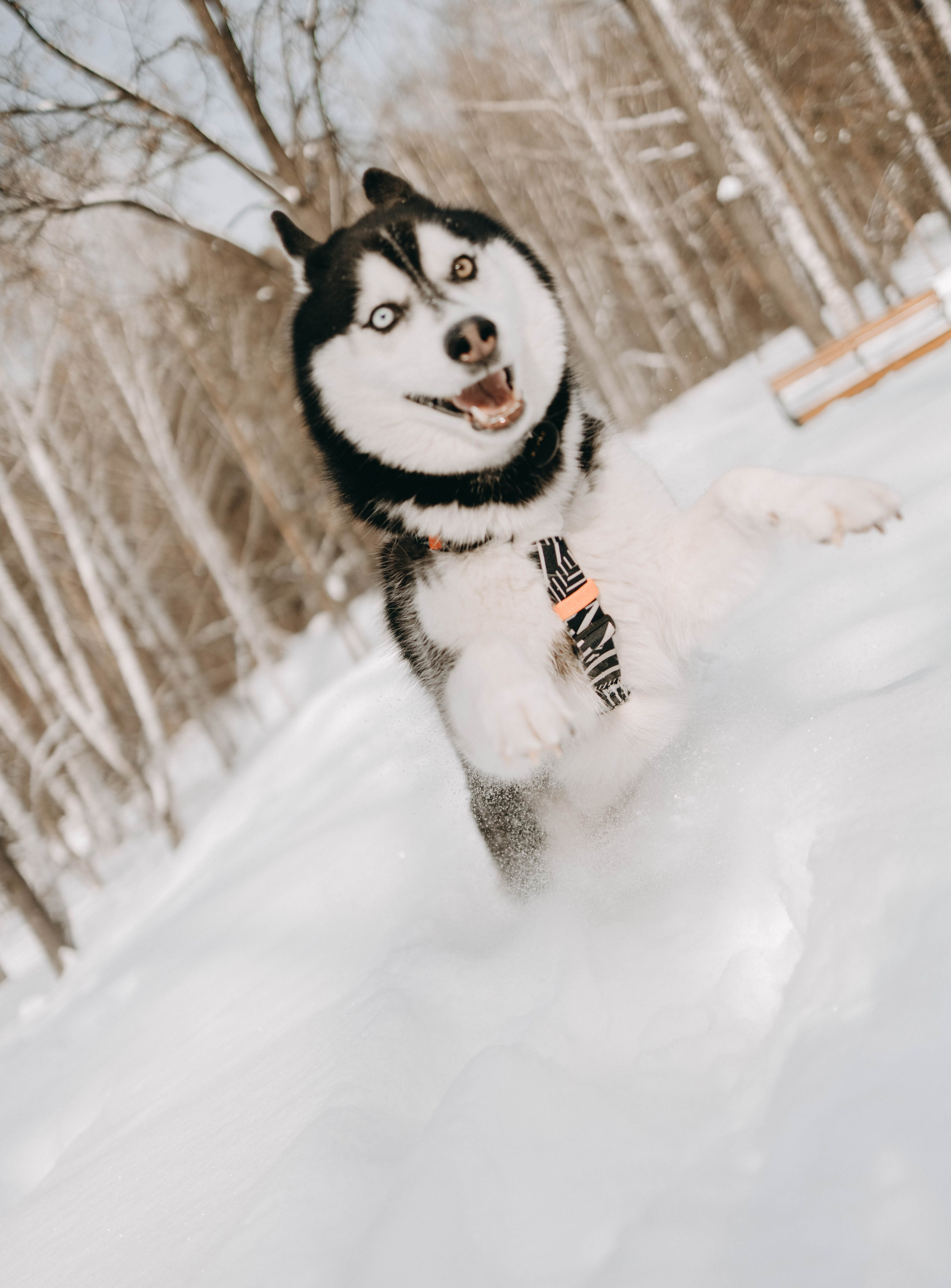 Анна и Вегас. Фотограф-анималист в Екатеринбурге | Кристина