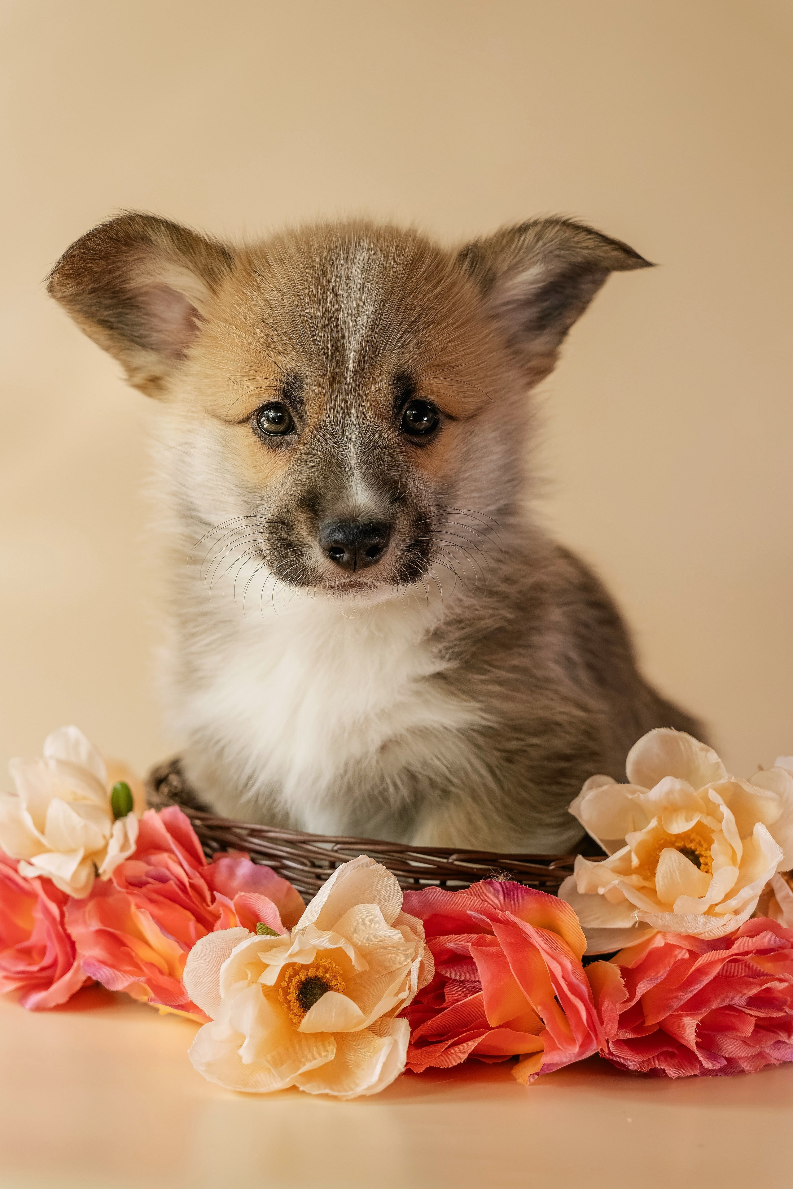 Щенки. Семейный фотограф анималист г. Находка