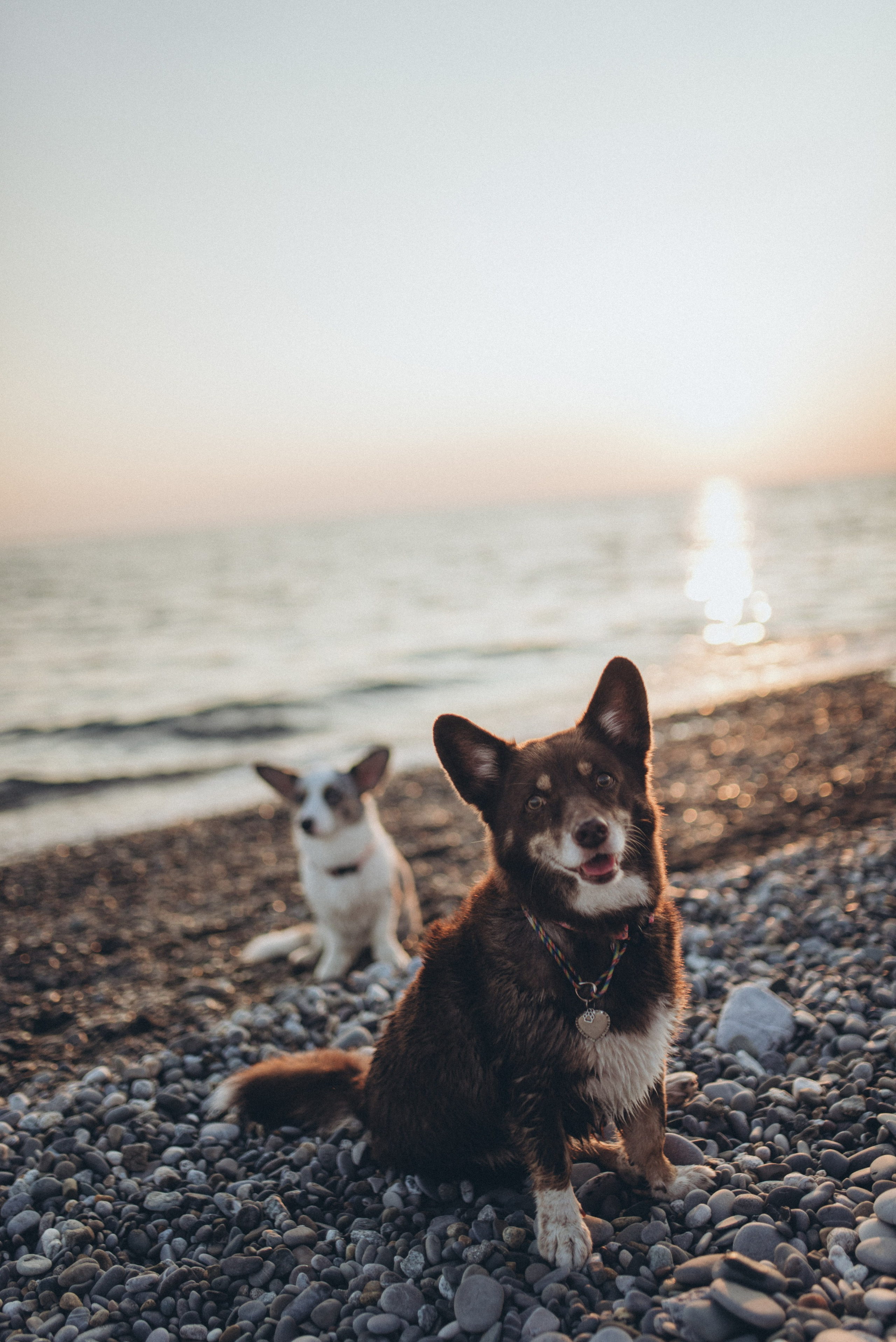 🐕 Катя и Дима 🐕. Фотограф в Сочи — Маргарита Поганова