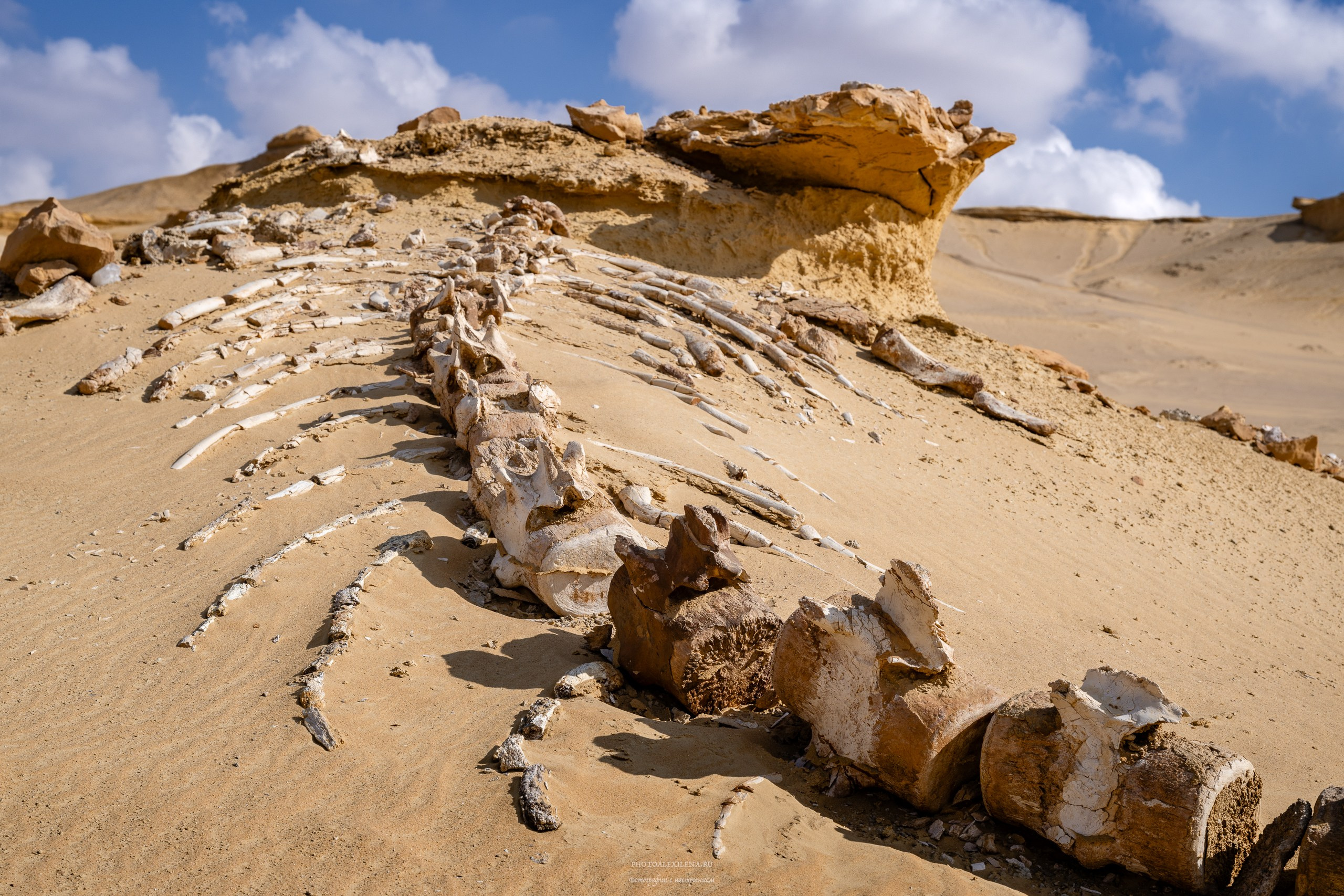 Снова в пустыню, за скелетами…. Авторские стильные фотокартины