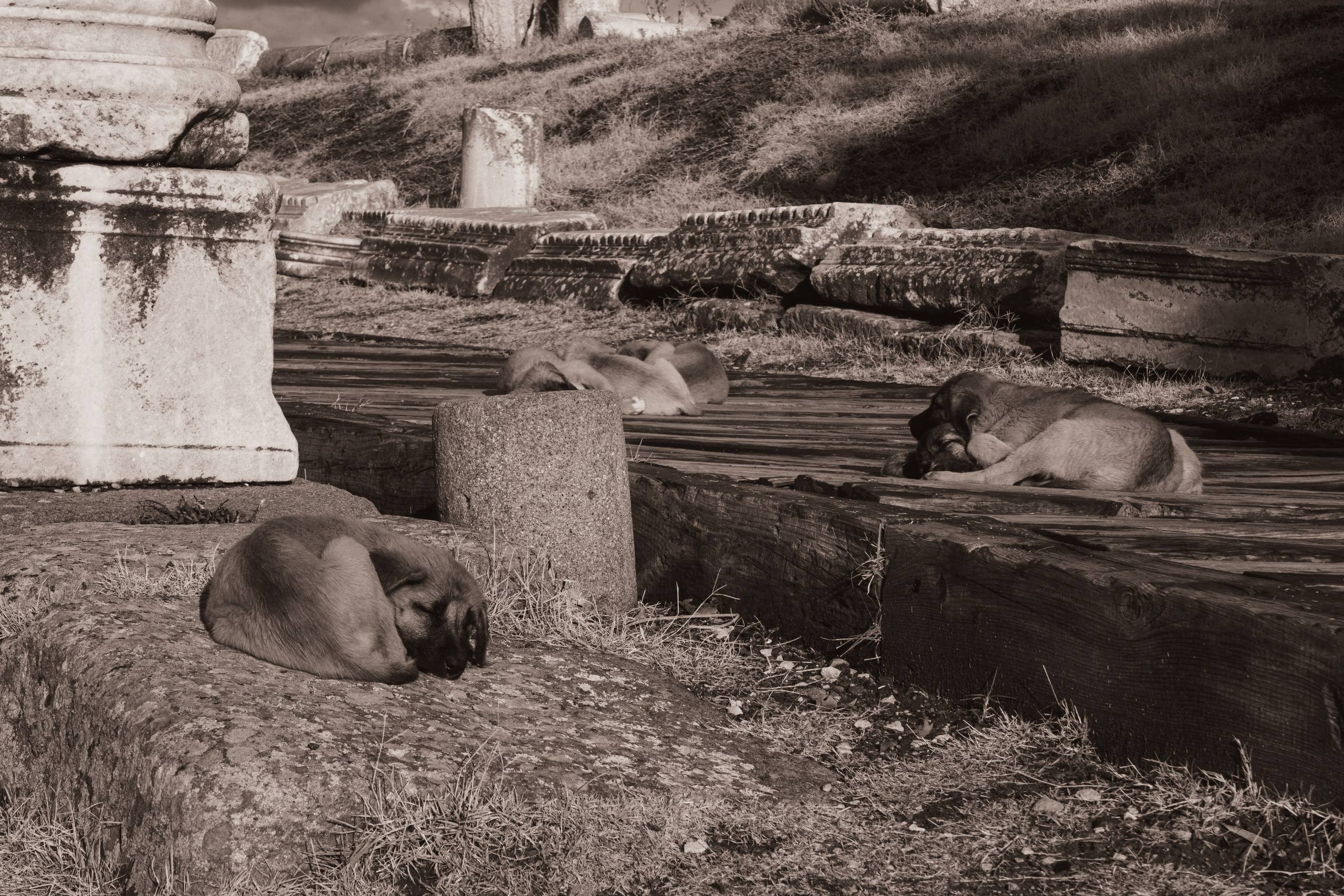 Животные. Фотограф Москва, портрет, стрит, репортаж. Художественная фотосессия