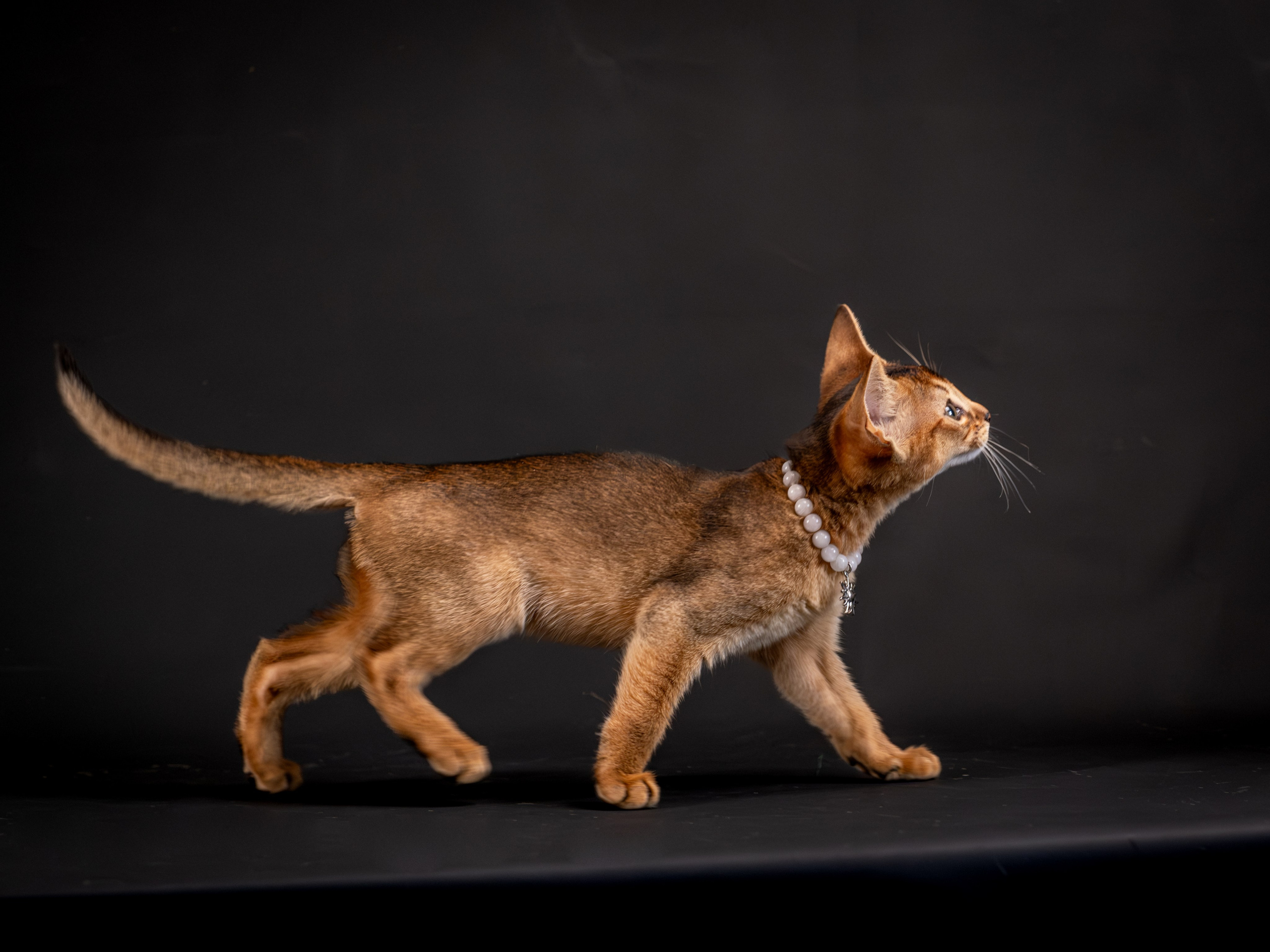 Абиссинцы для Натальи). Зоофотограф, фотограф животных в Москве и области Дина Дамоцева