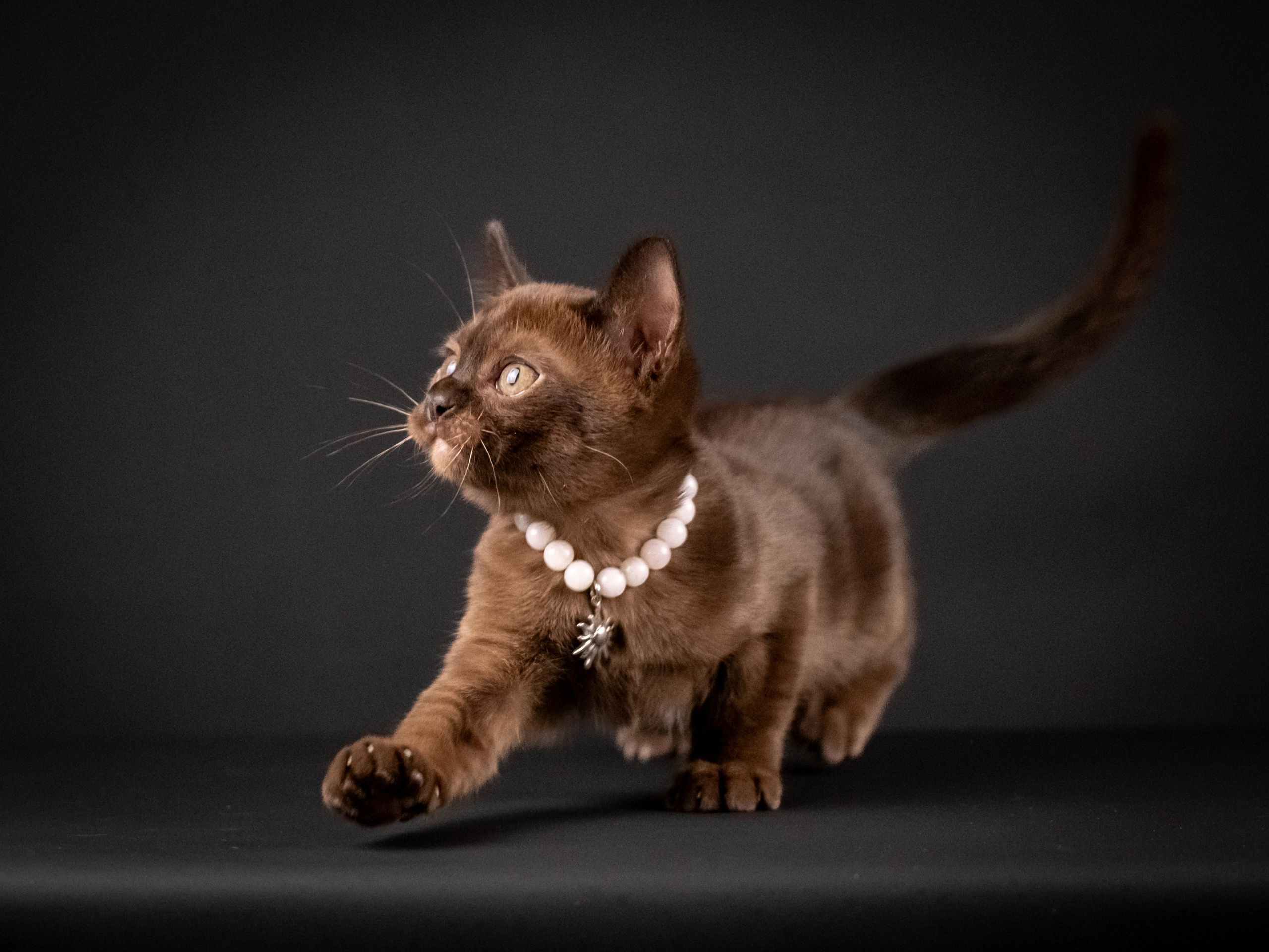 Бурмятки для Елены). Зоофотограф, фотограф животных в Москве и области Дина Дамоцева