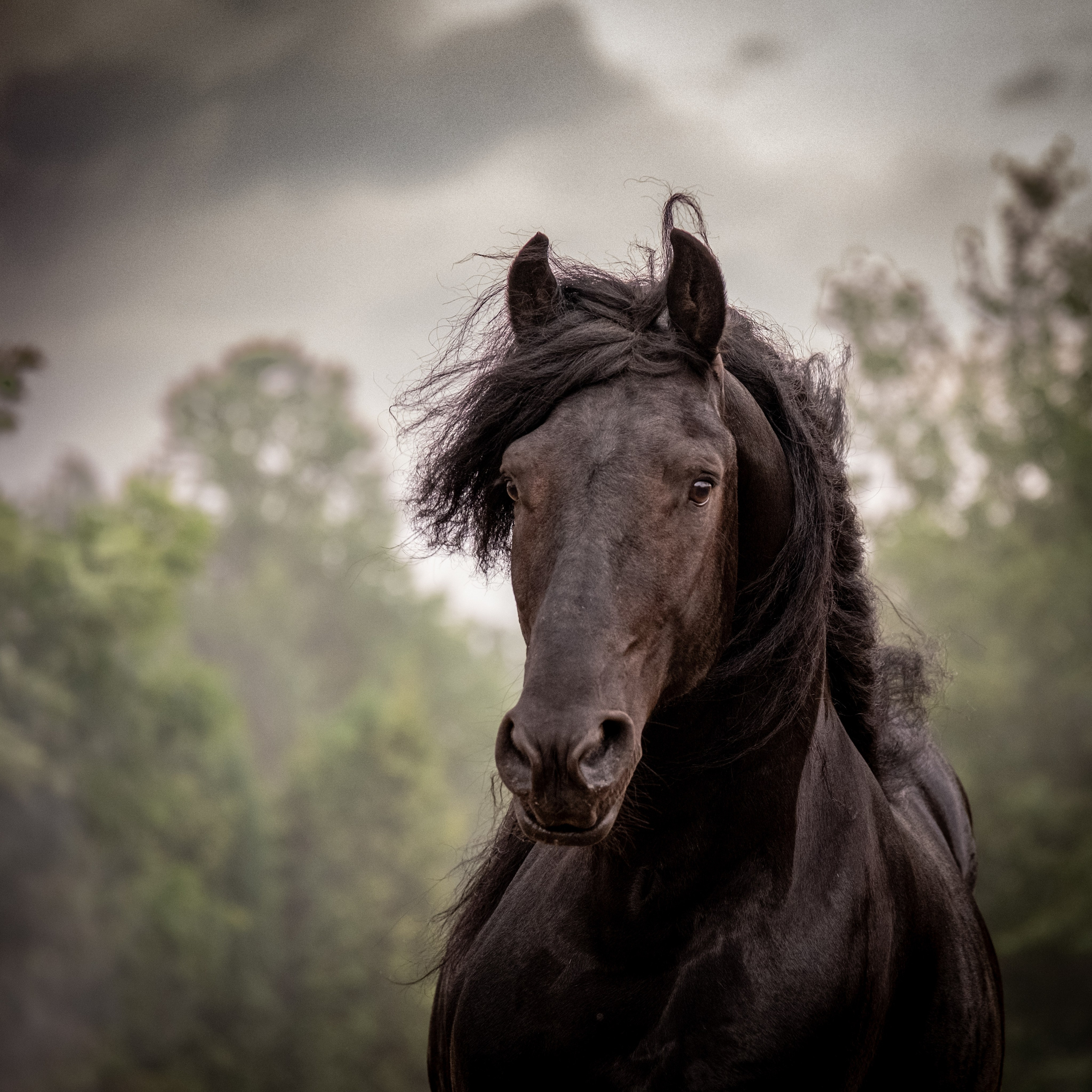 Аванпост, конное ранчо. Зоофотограф, фотограф животных в Москве и области Дина Дамоцева