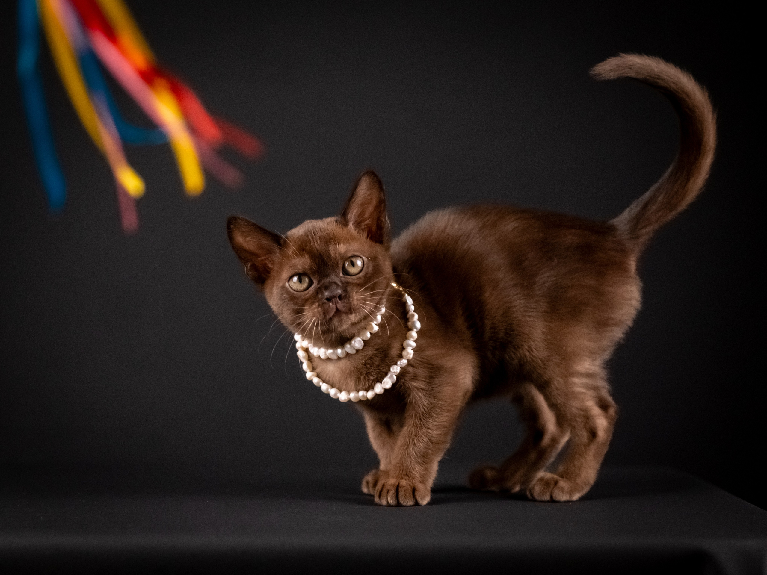 Бурмятки для Елены). Зоофотограф, фотограф животных в Москве и области Дина Дамоцева