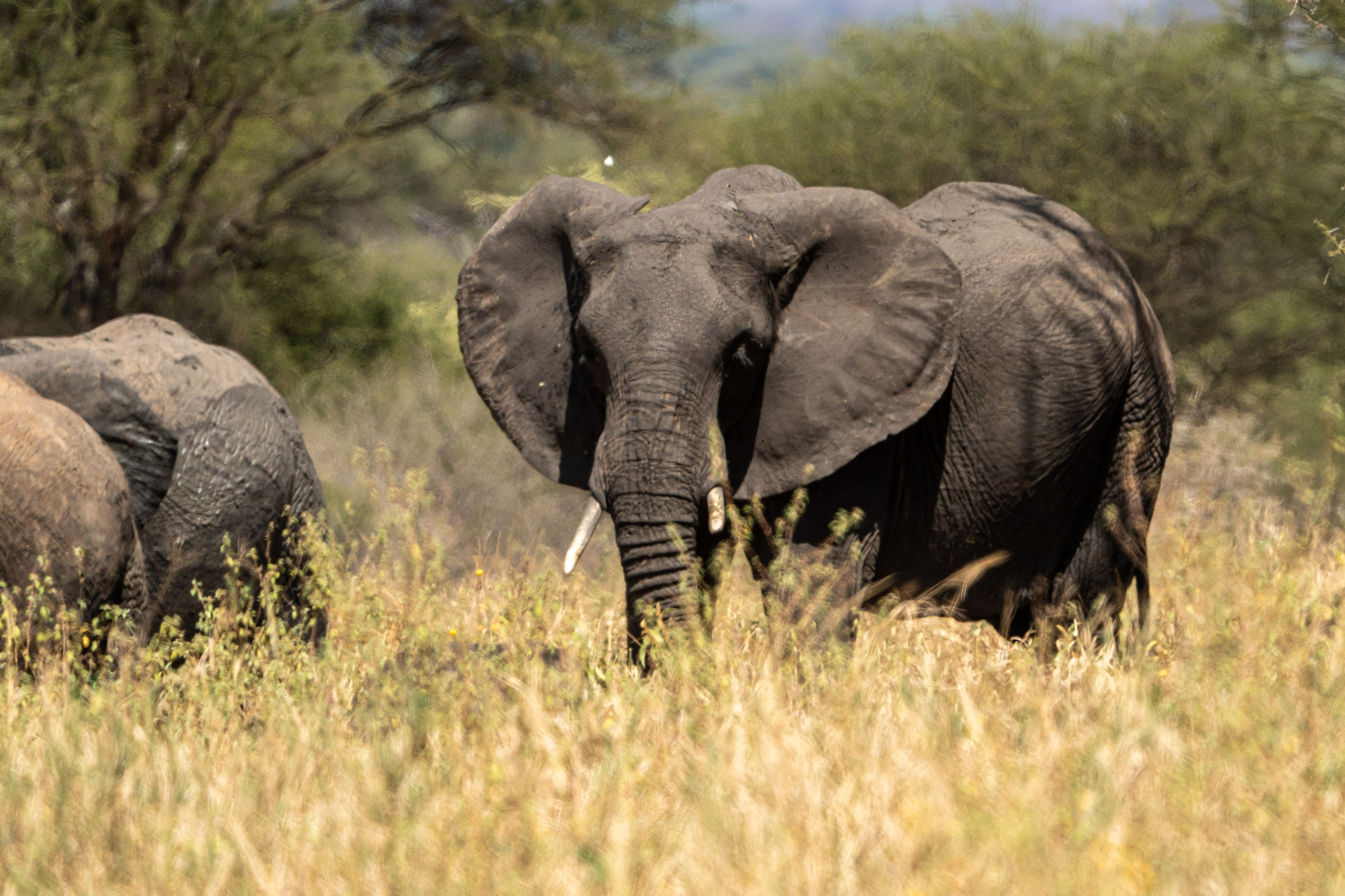 Танзания, сафари, 2025. Творческие сьемки