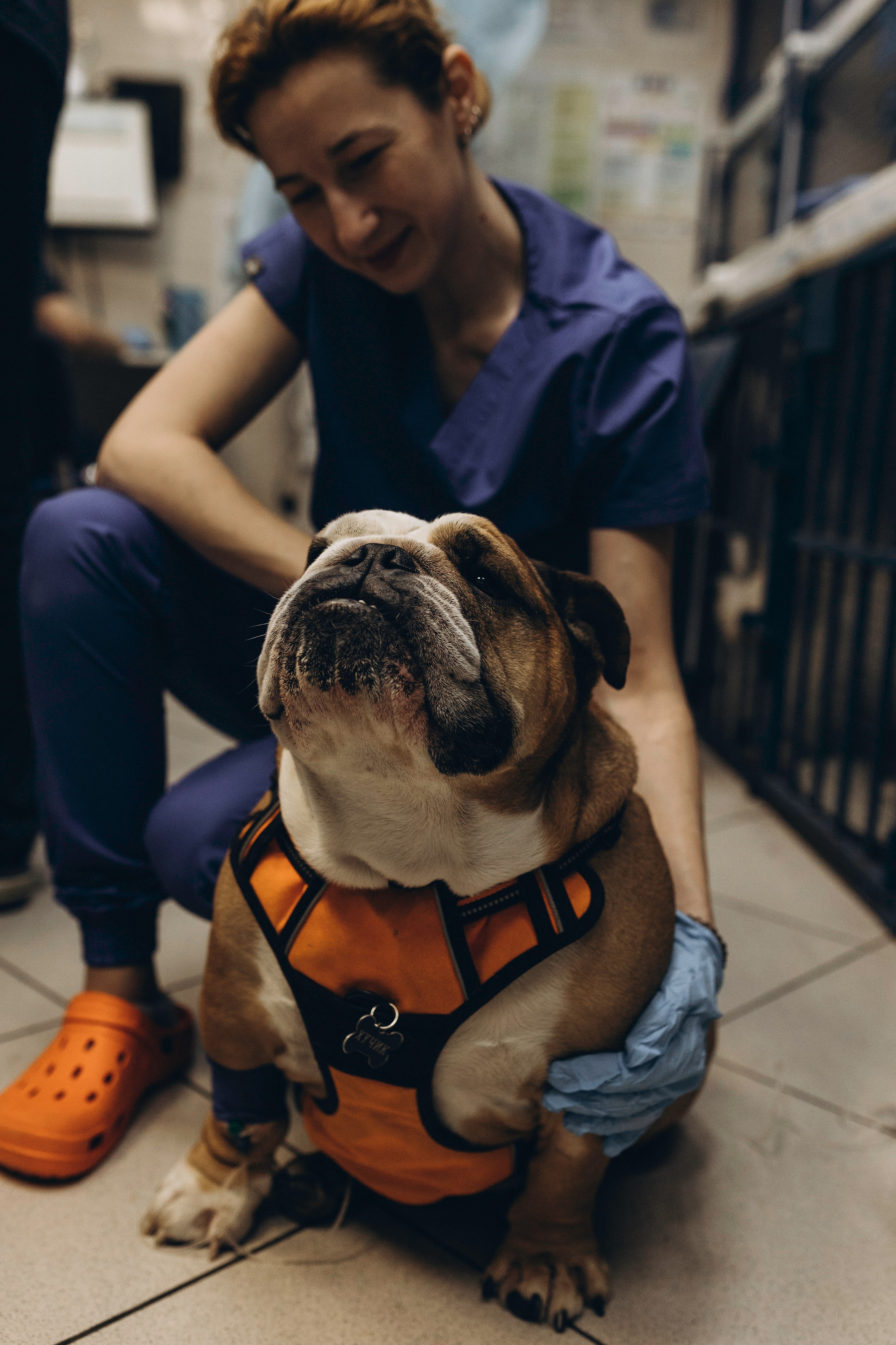 VetLife. Татьяна Афонина | Фотограф