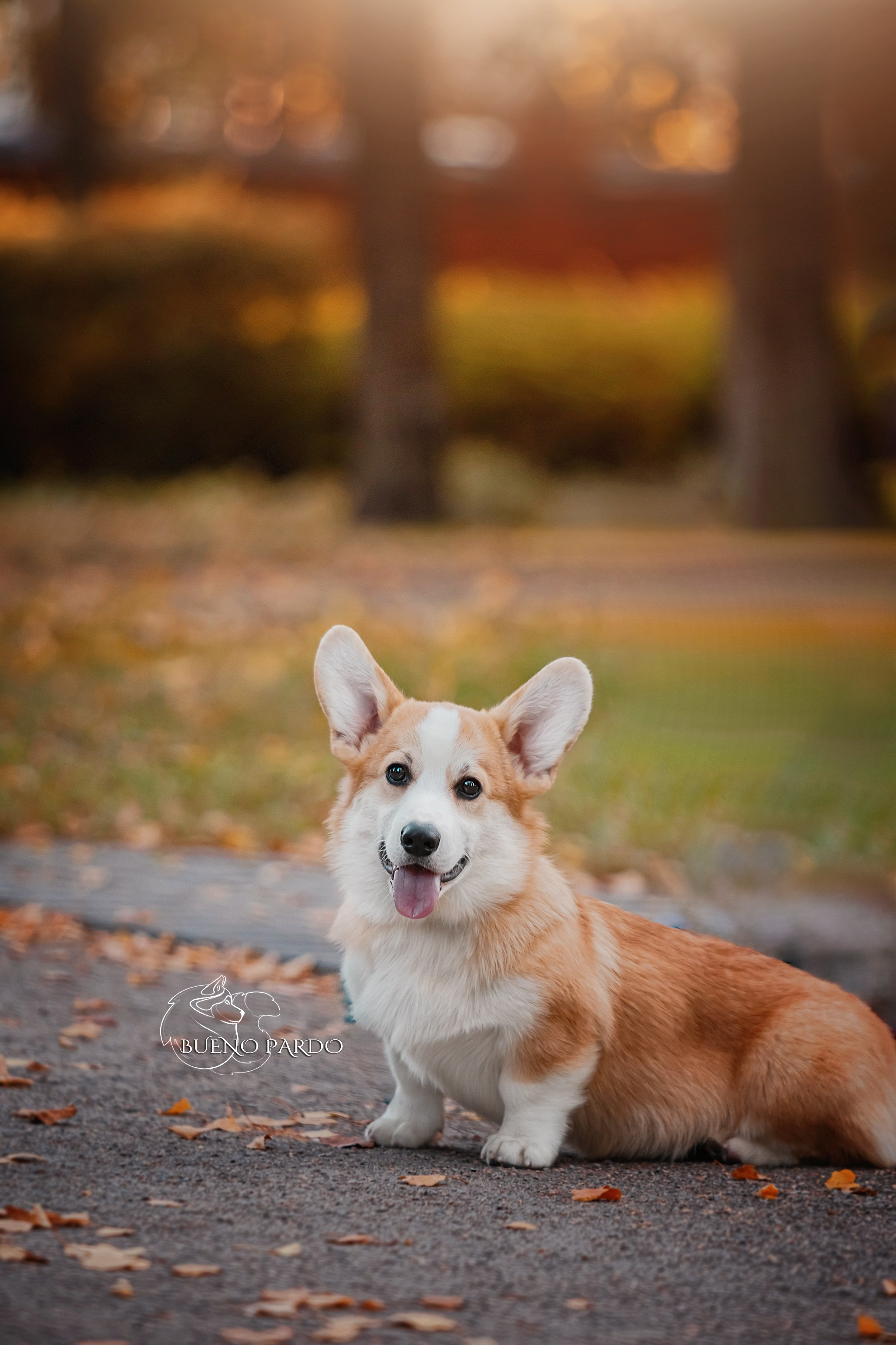 Щенки вельш корги пемброк из питомника. Питомник собак Акита, Хаски, Корги