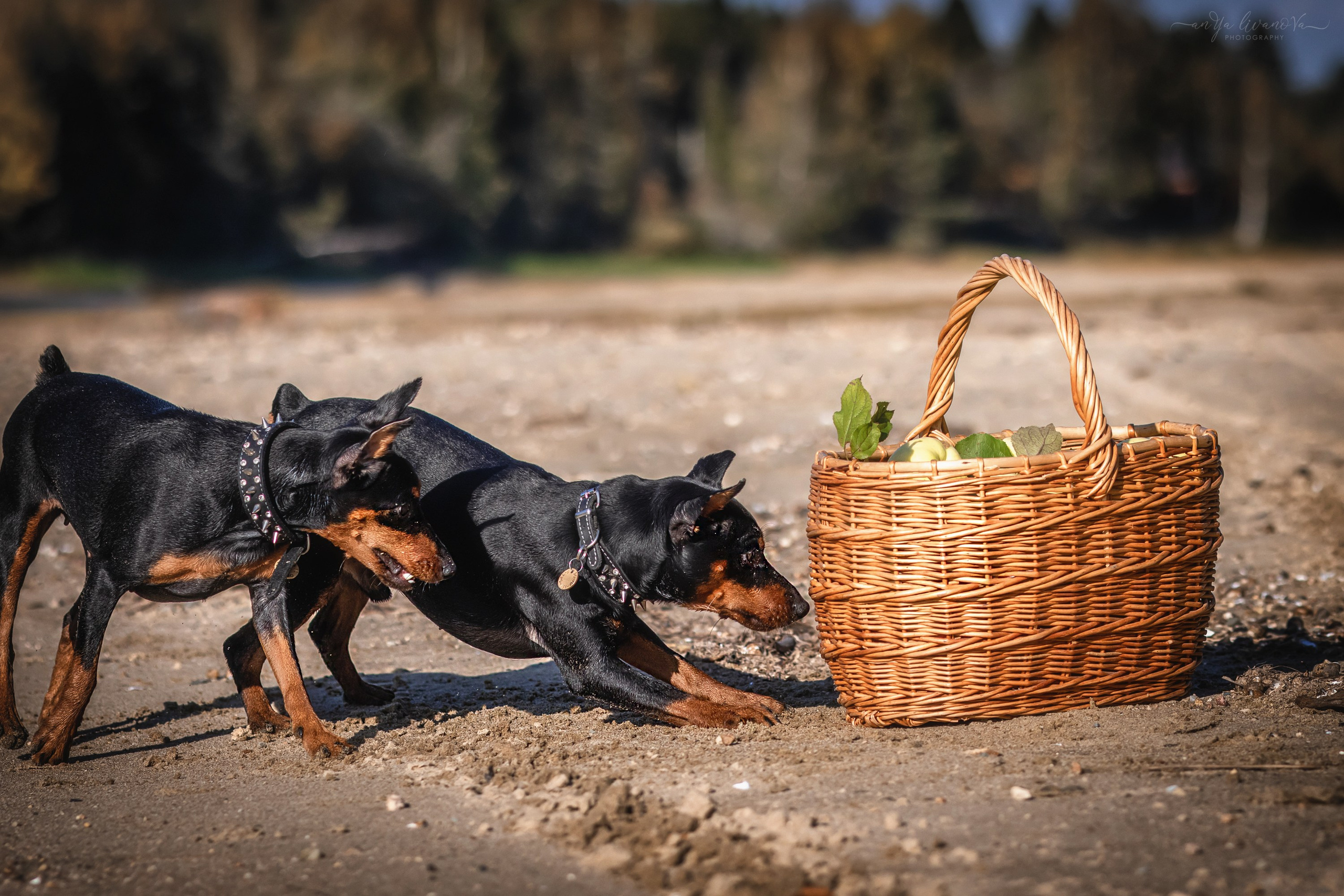 Мия — Тайсон — Марси и Лена. Фотограф анималист Аня Ливанова | Рыбинск