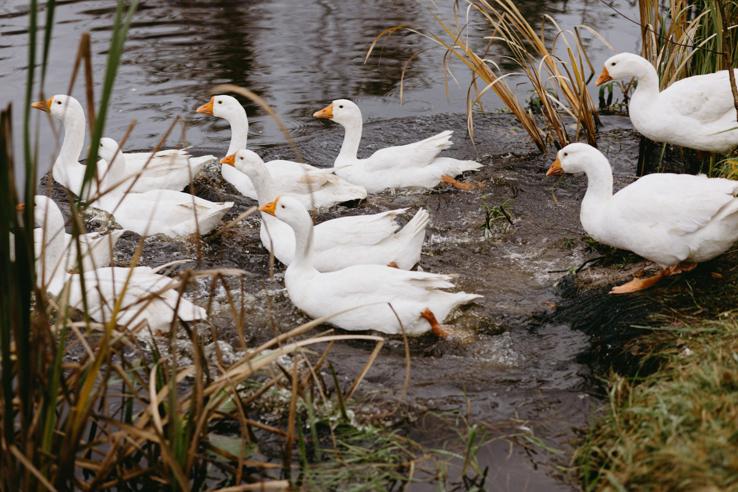 Новые земли. Про любовь