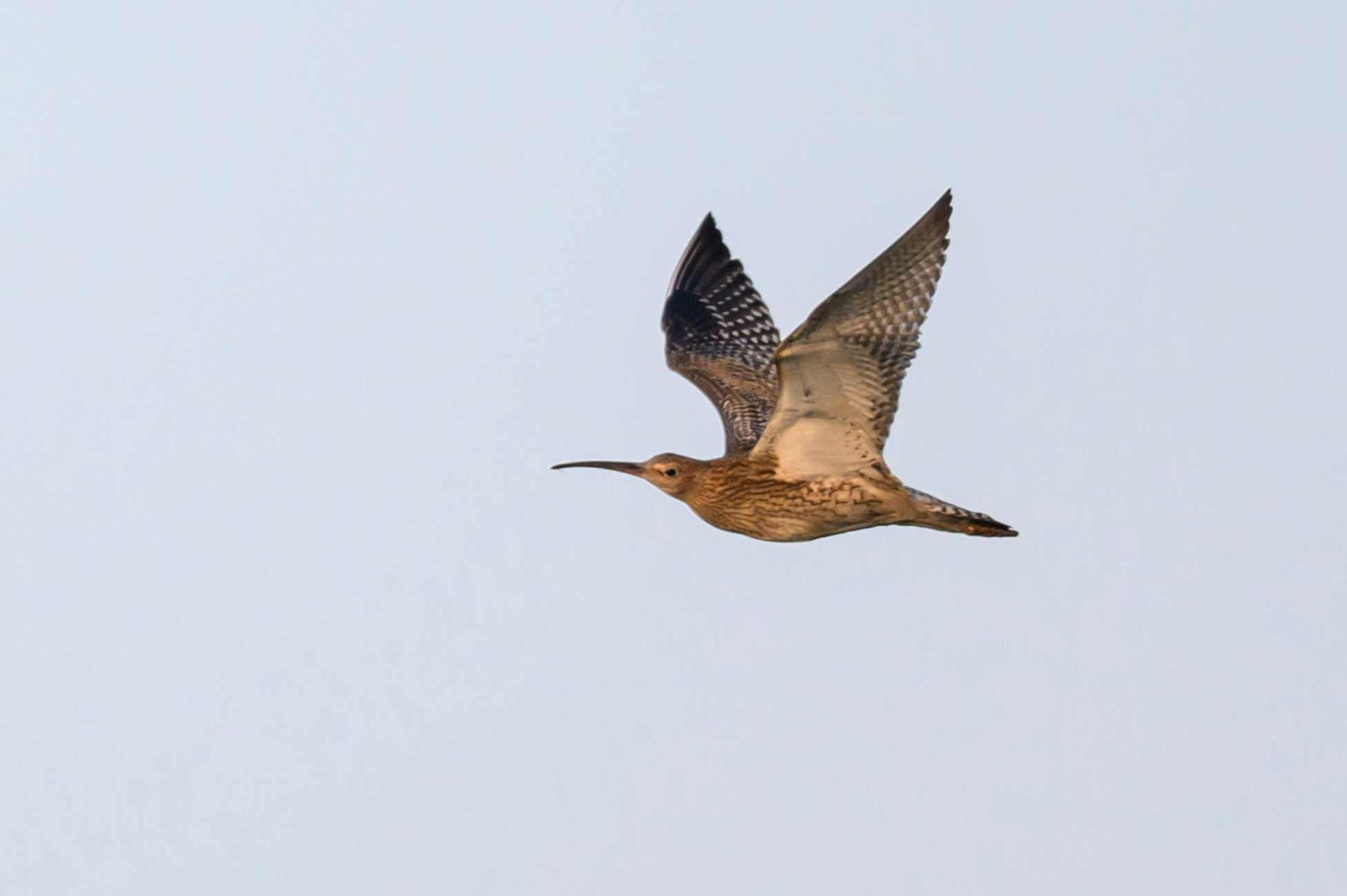 Большой кроншнеп и крачки. Wildlife photography by Sergey Puponin