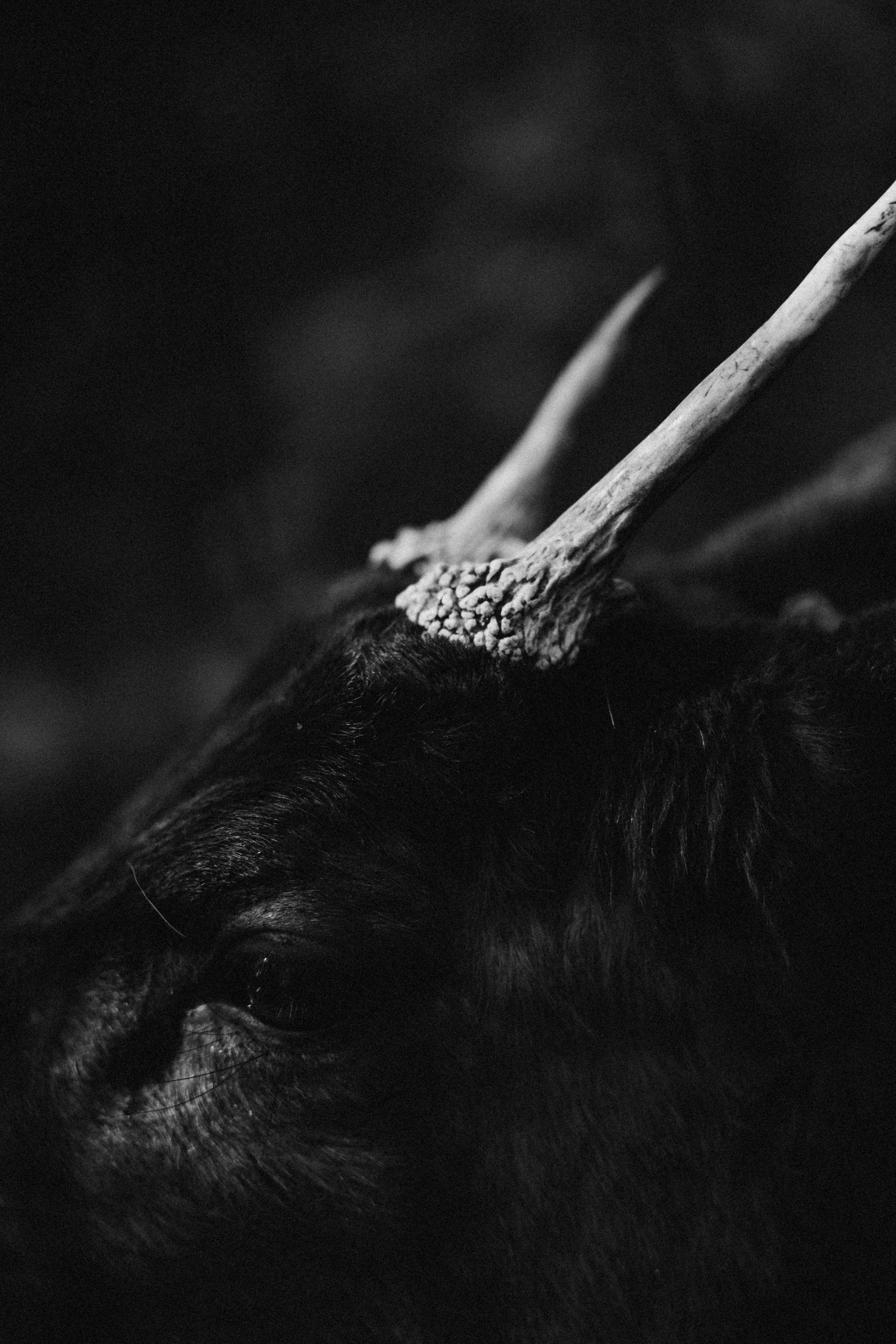 Тур, Архыз. Фотограф Эдуарда Титанян