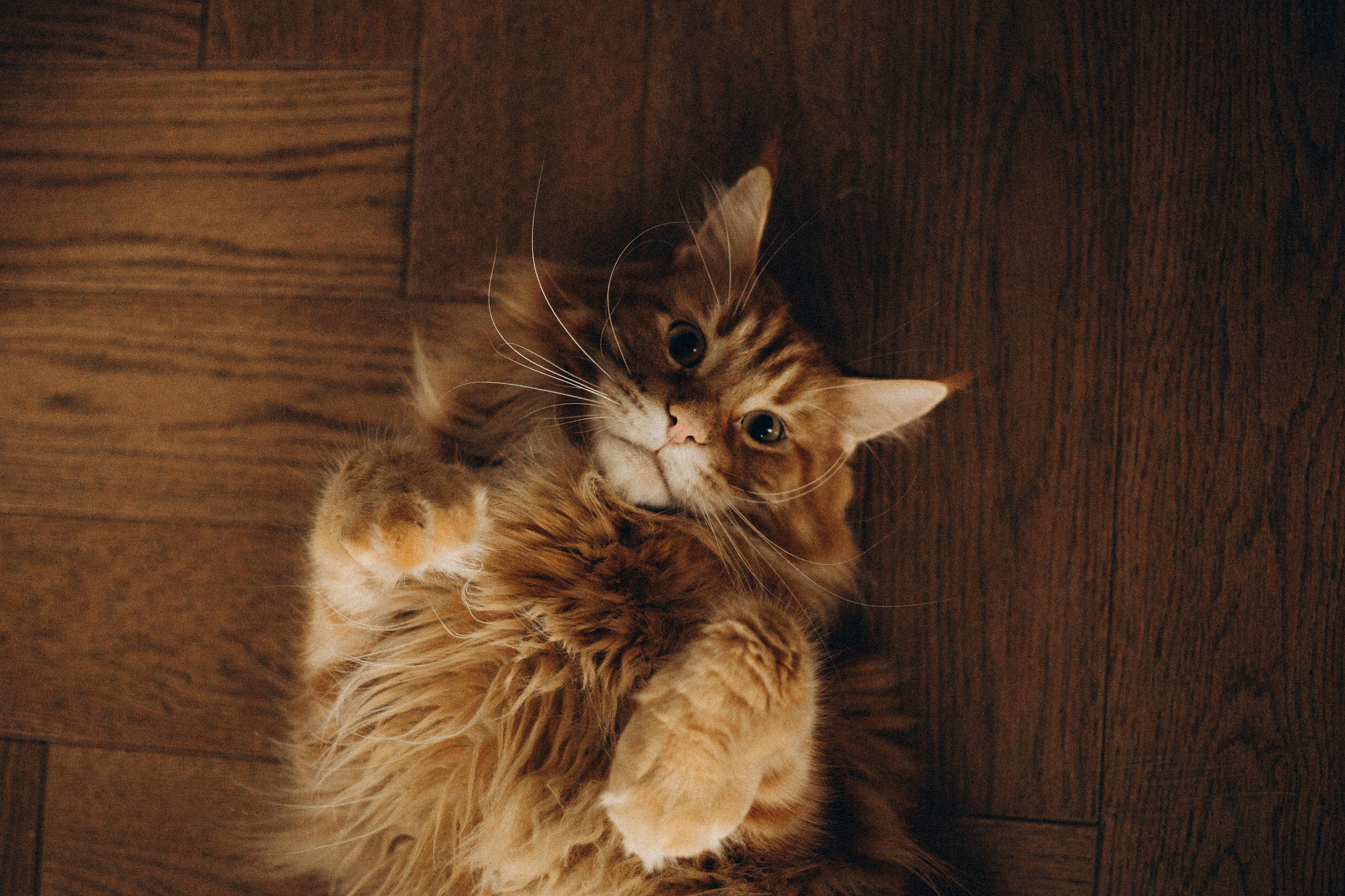 Антон и Лера. Семейный фотограф Виктория Потехина Москва