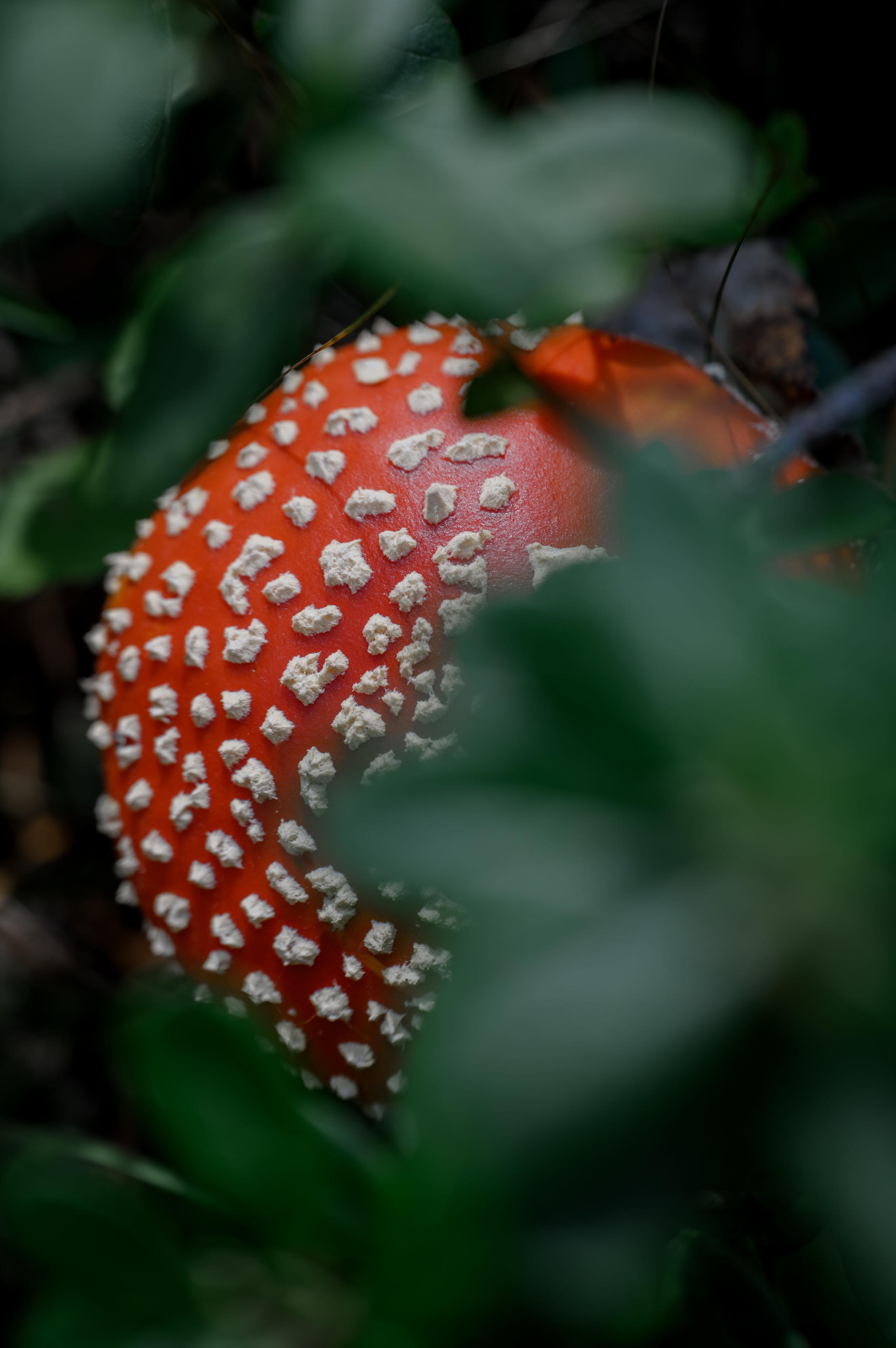 Грибочки. Фотограф Александр Смирнов