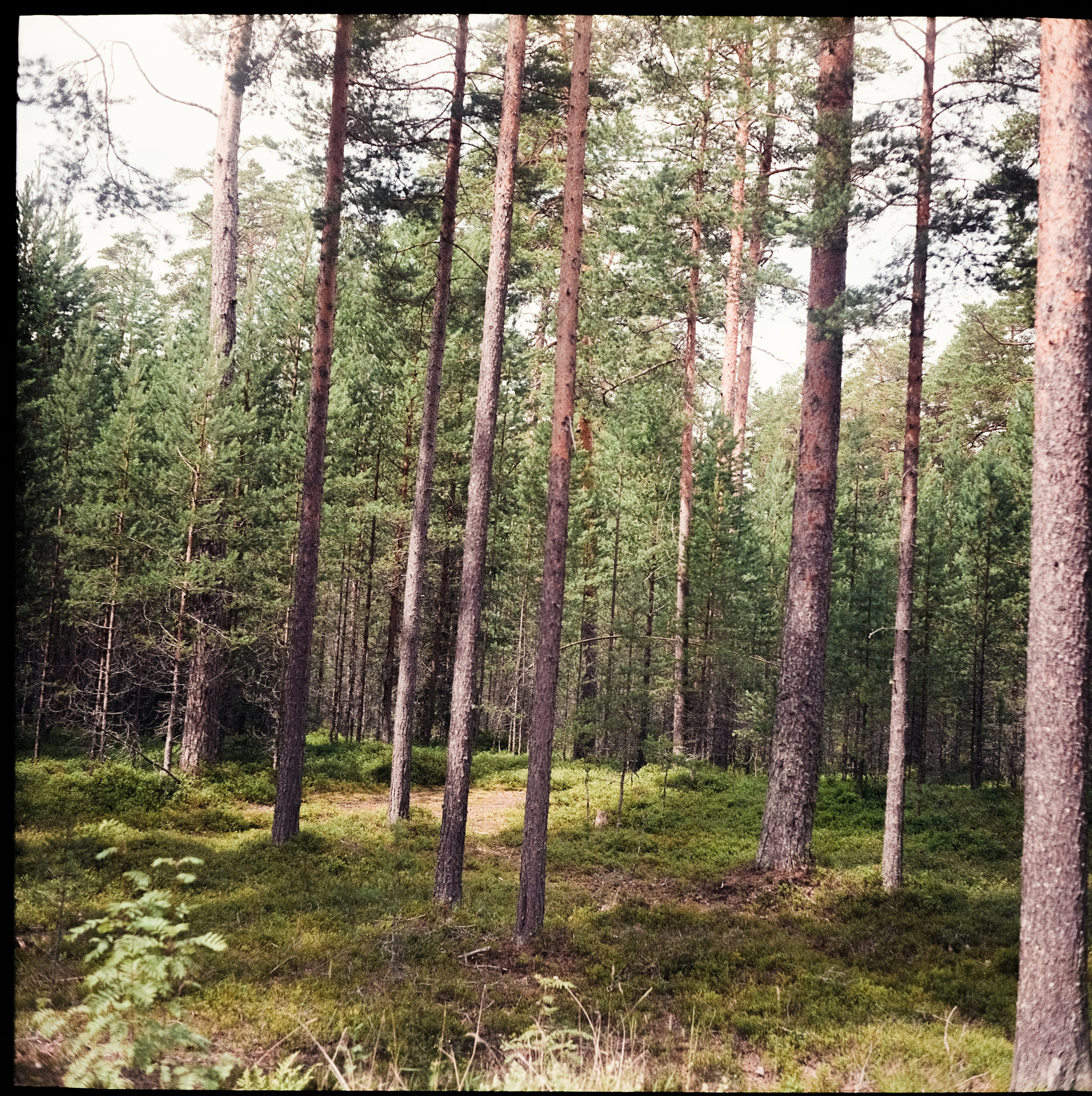 Коневский монастырь, остров Коневец / Super Fujica-6 / Fujifilm NPL 16