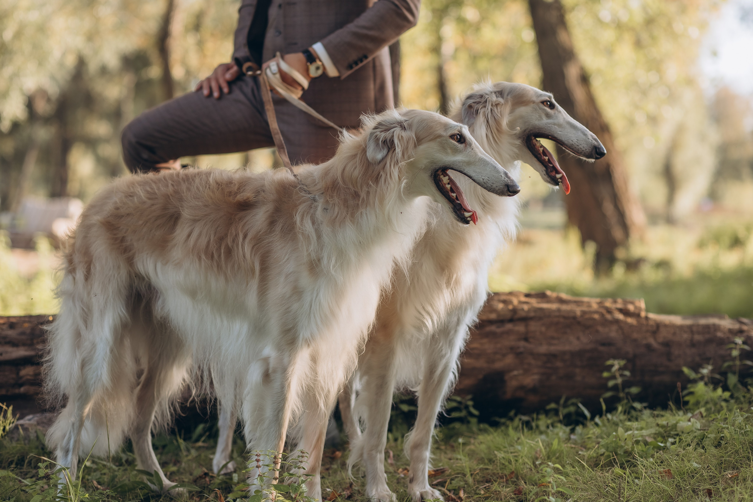 Прогулка в английском стиле. Фотограф Алина Ионычева в Новосибирске