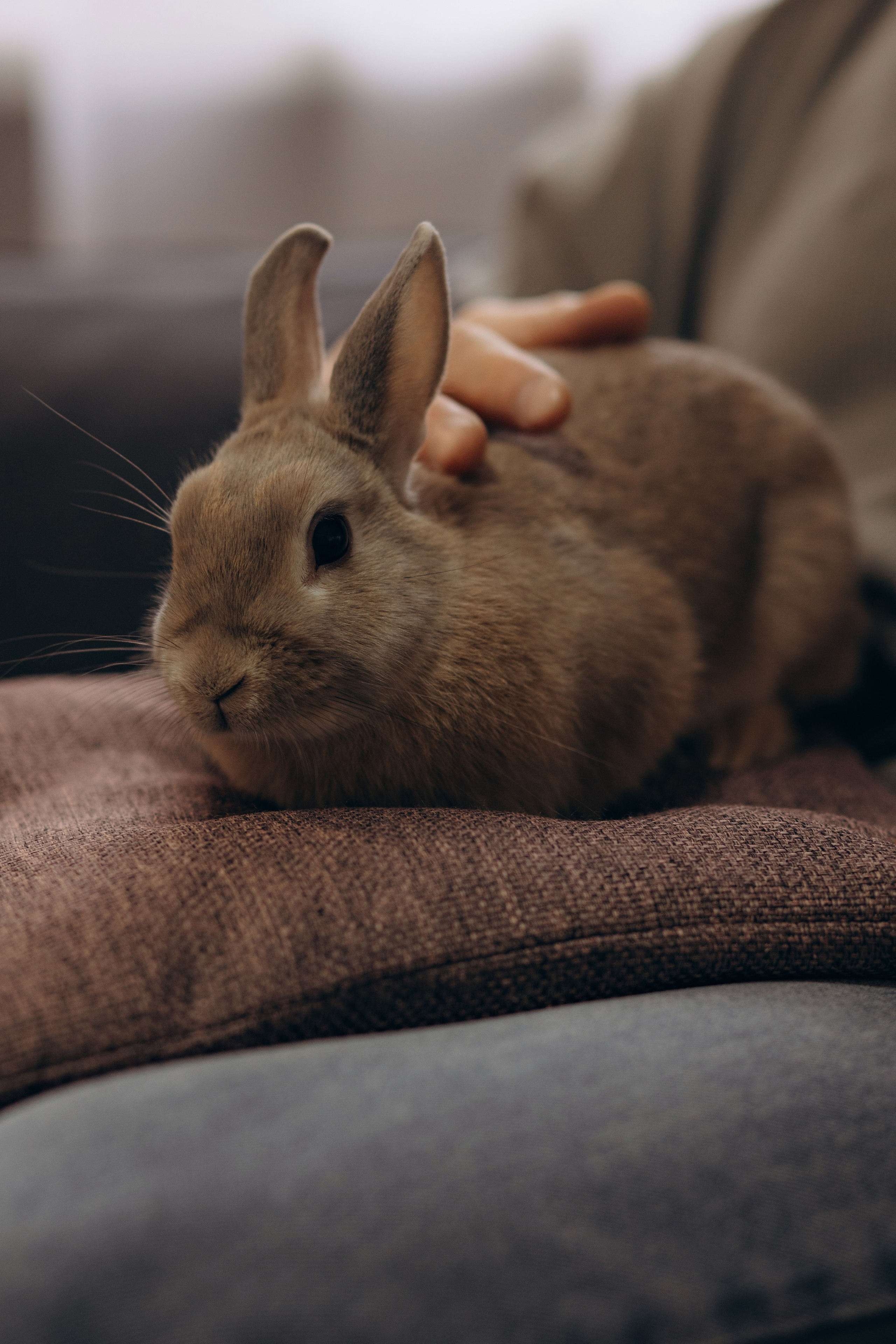 «Ушастые истории». Фотограф Алина Ионычева в Новосибирске