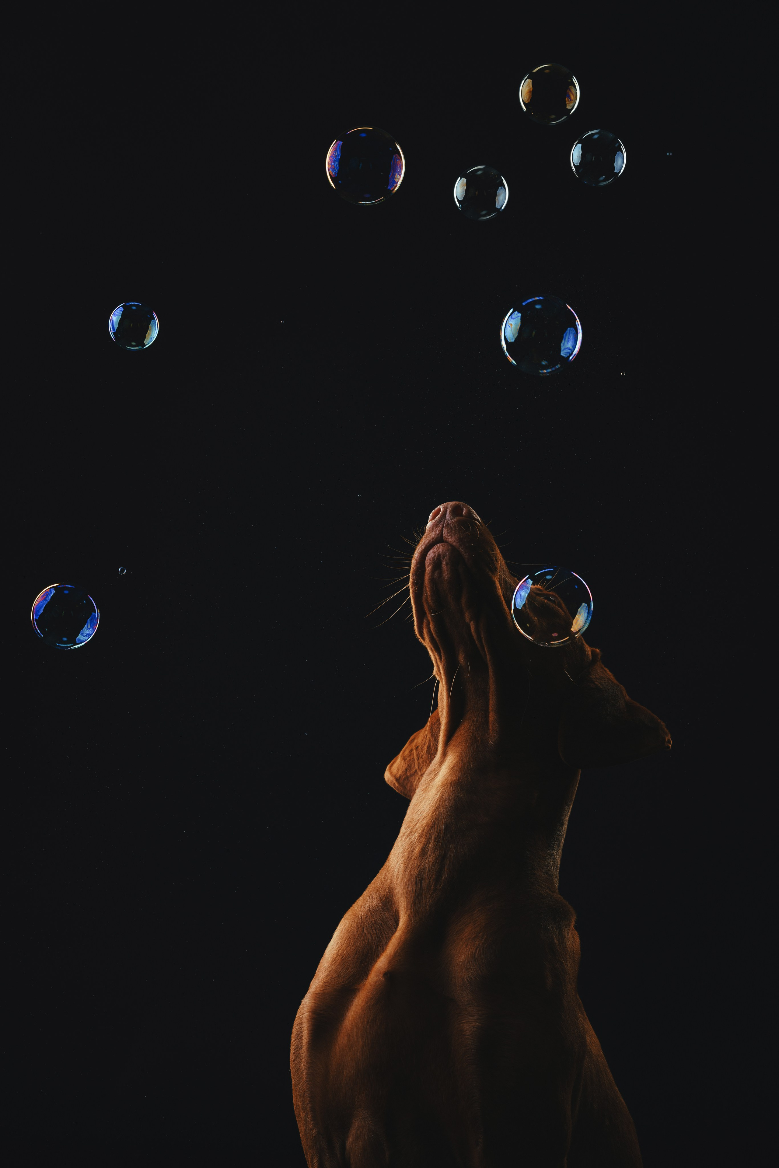 Выжла Гая. Фотограф анималист Осипчикова Мария