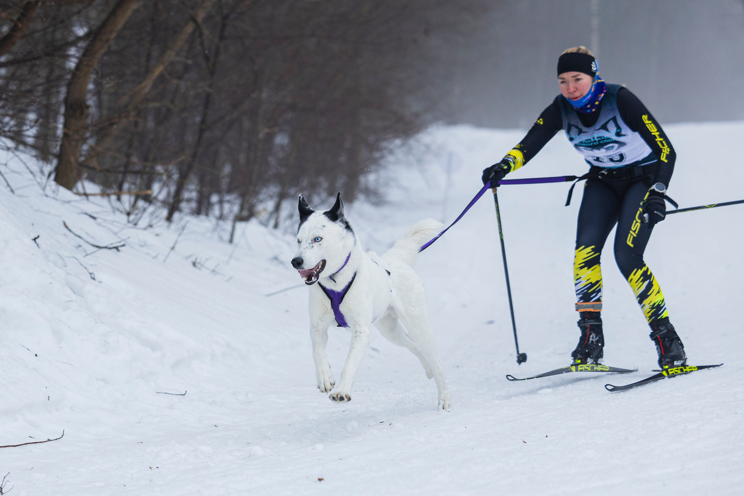 Зимний Чемпионат Санкт-Петербурга по ездовому спорту. Фотограф-анималист Анна Маринич