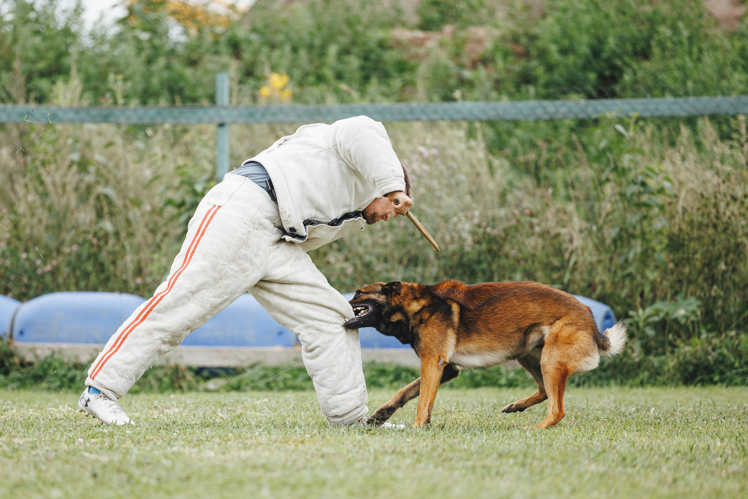 08.08.25-10.08.25 ЧР по мондьорингу г. Вологда. Фотограф-анималист Анна Маринич