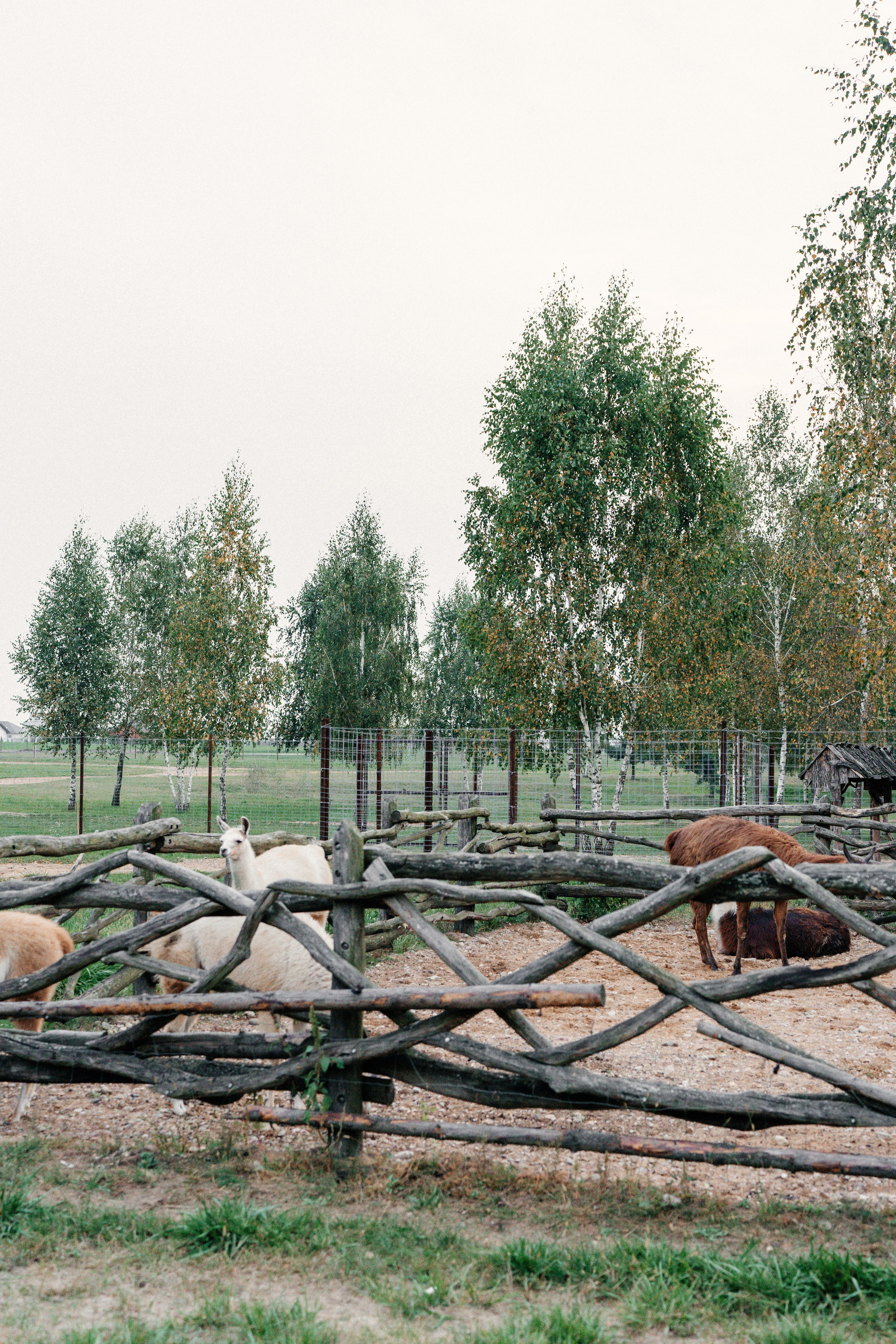 Диприз — в мире диких животных. Ваш семейный фотограф в Минске — Вика Трегубова