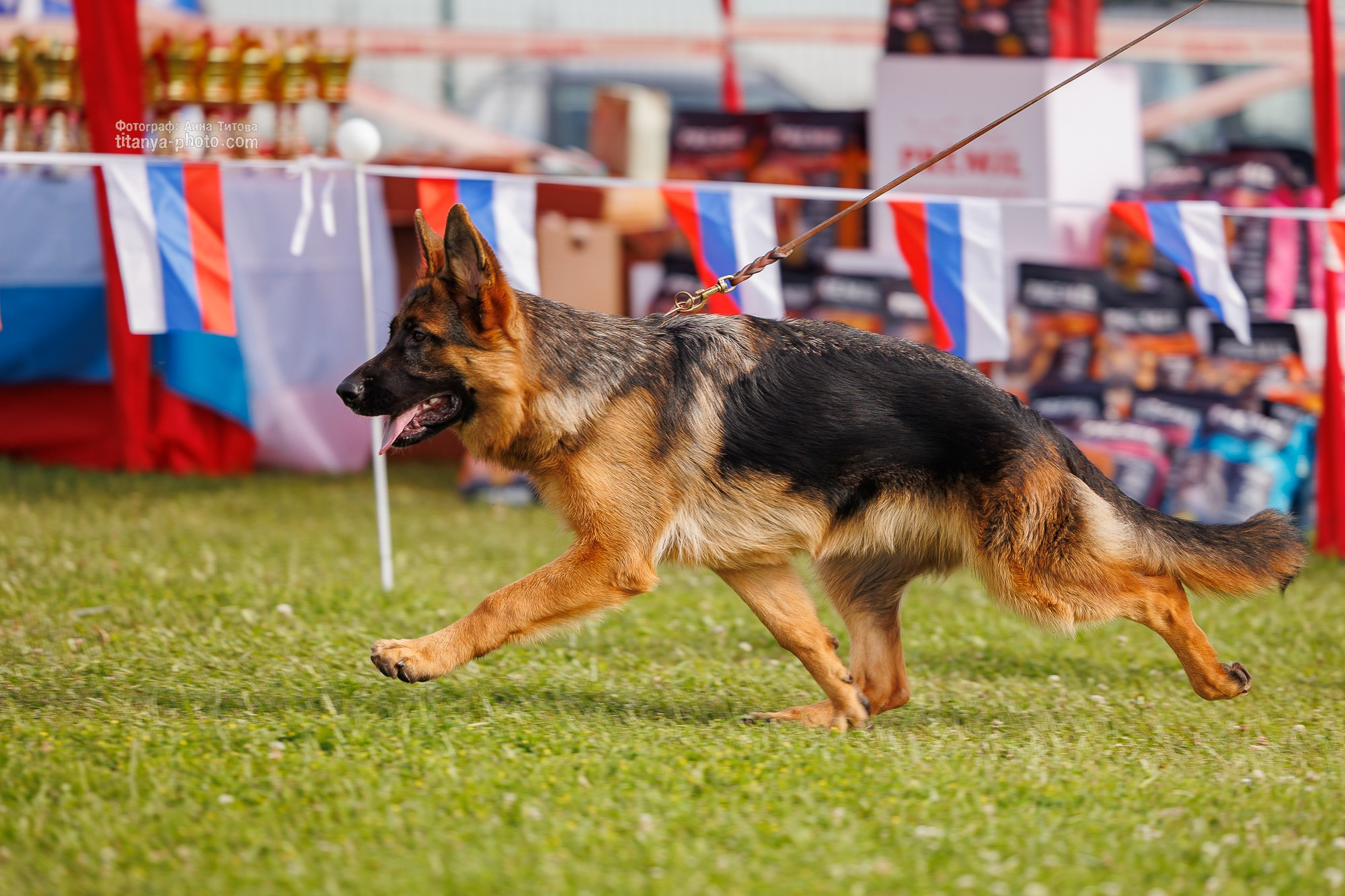 Немецкие овчарки: фото из рингов и вне ринга, мутпроба (фотографии с выставок). Фотограф собак, фотограф-анималист Аня Титова (Titanya). Москва