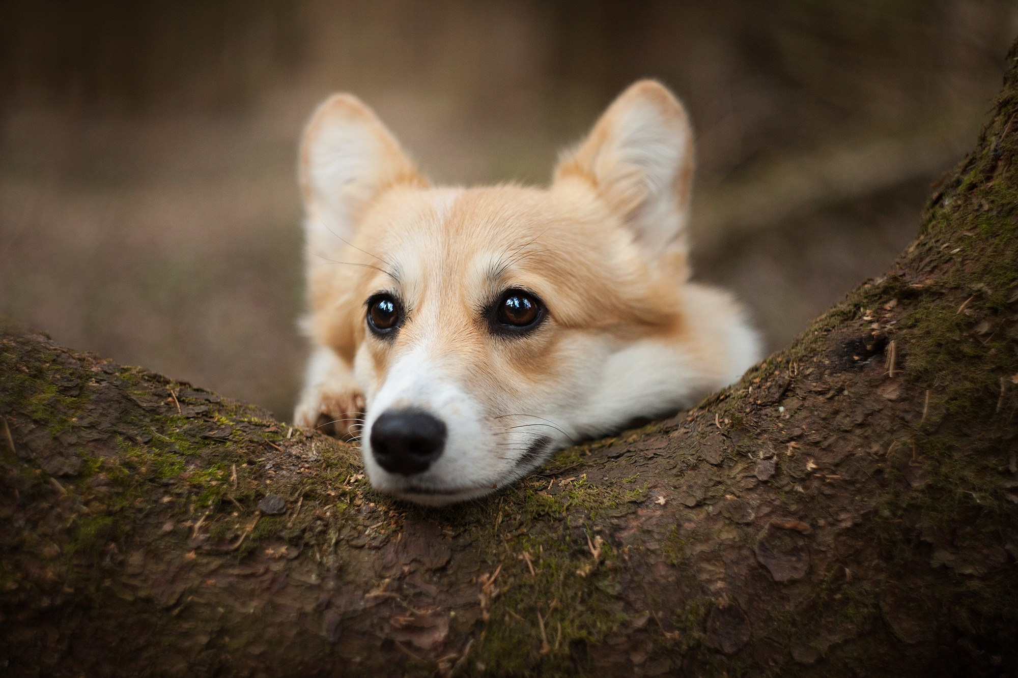 Собаки. Фотограф-анималист Юлия Удовенко