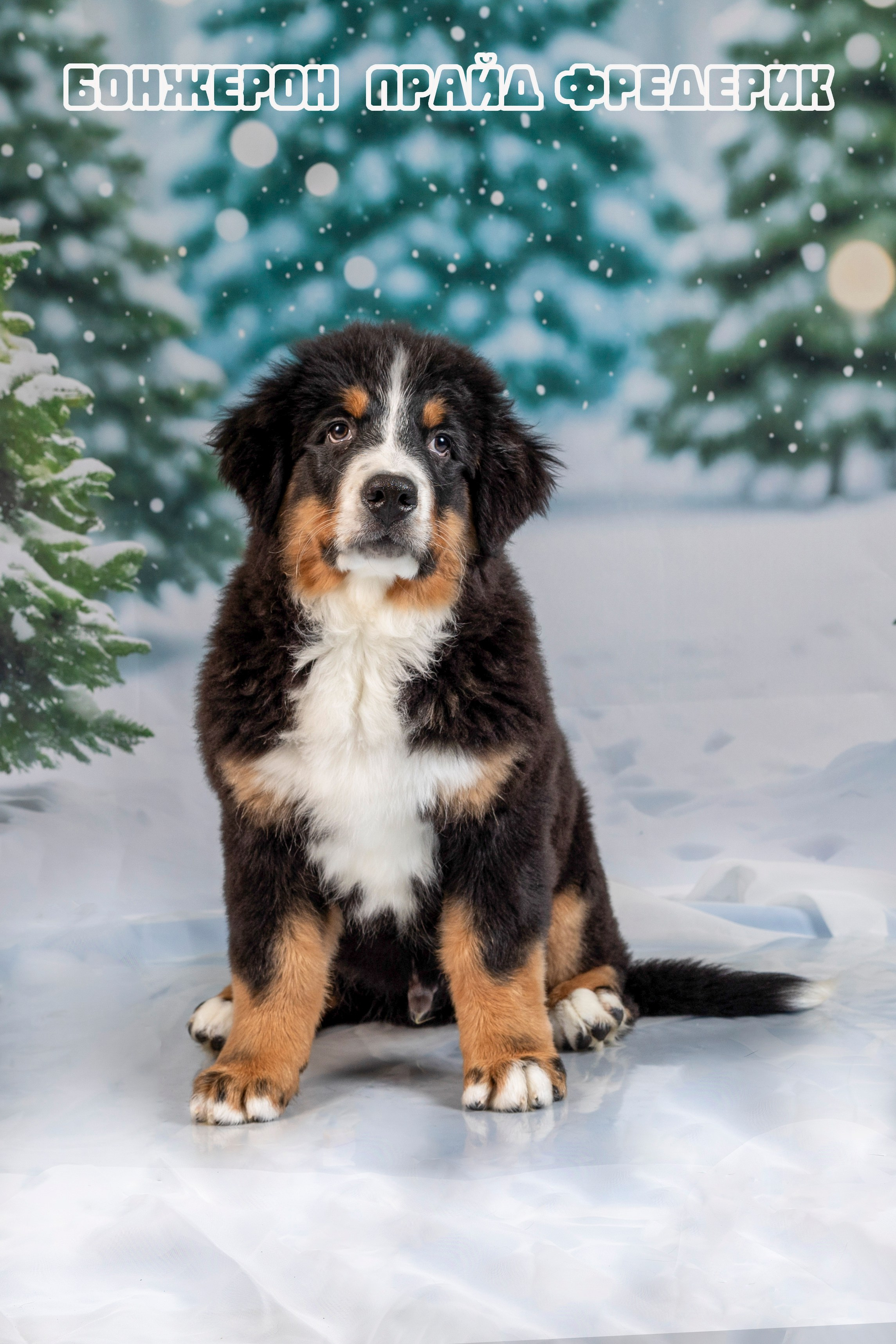 Бонжерон прайд. Фотограф 📸 семейный, предметный, репортажный