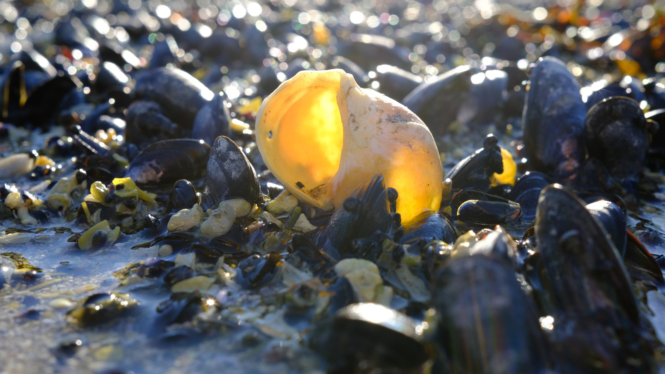 Баренцево море. Пейзажи Крайнего Севера. Баренцево море, Рыбачий, Средний, Немецкий
