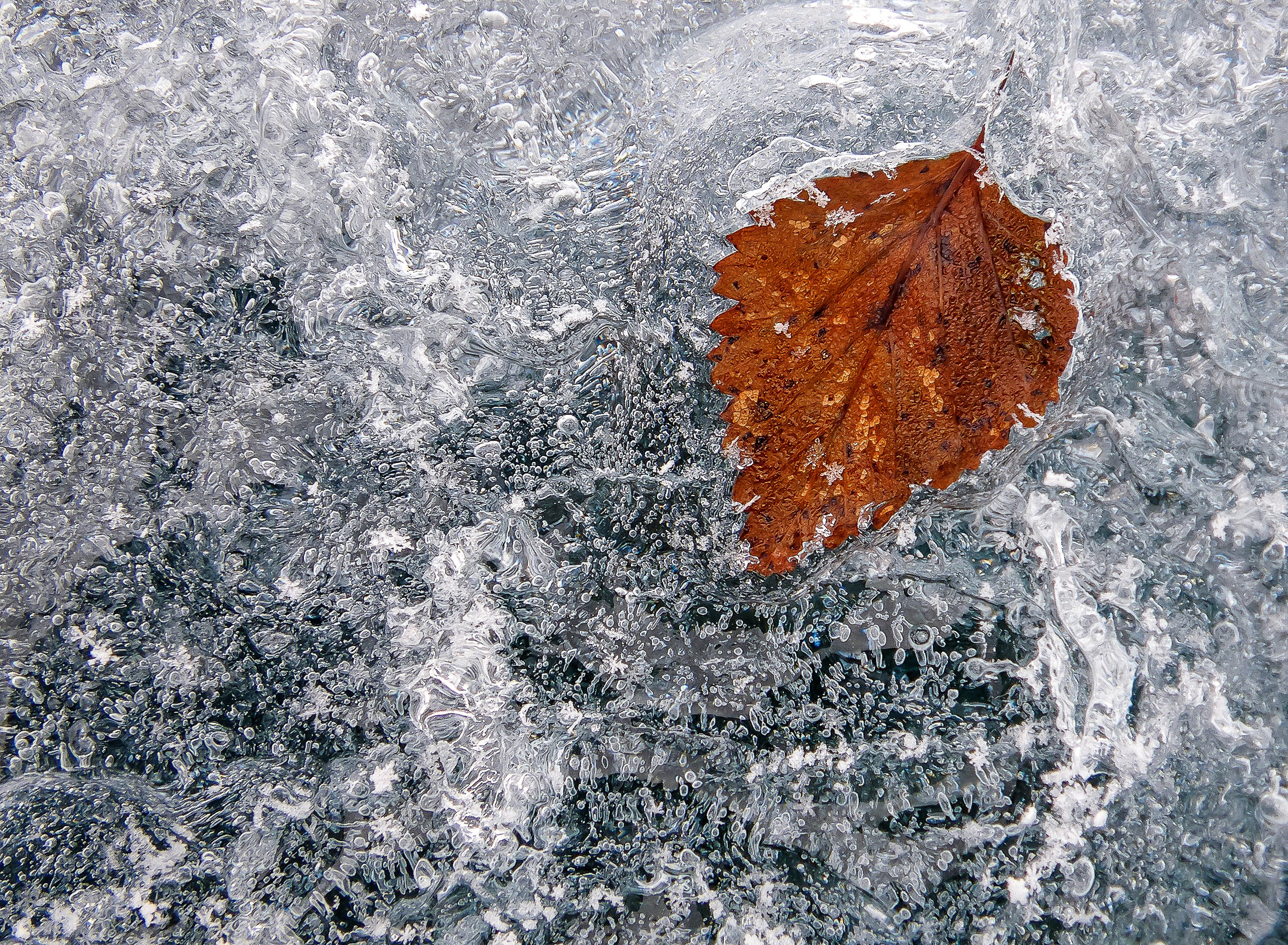 Мир растений. Пейзажи Крайнего Севера. Баренцево море, Рыбачий, Средний, Немецкий