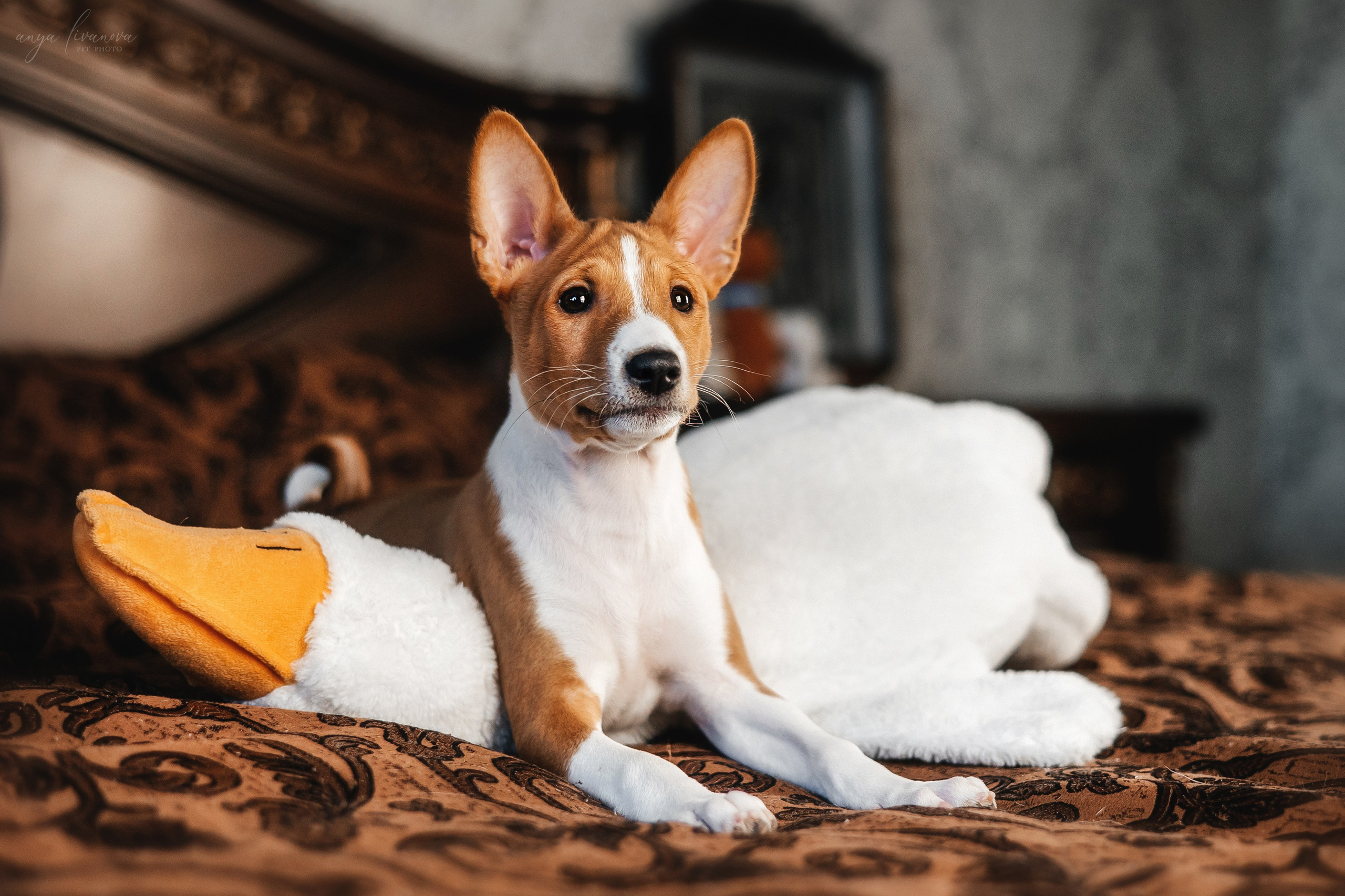 Балу. Фотограф анималист Аня Ливанова | Рыбинск