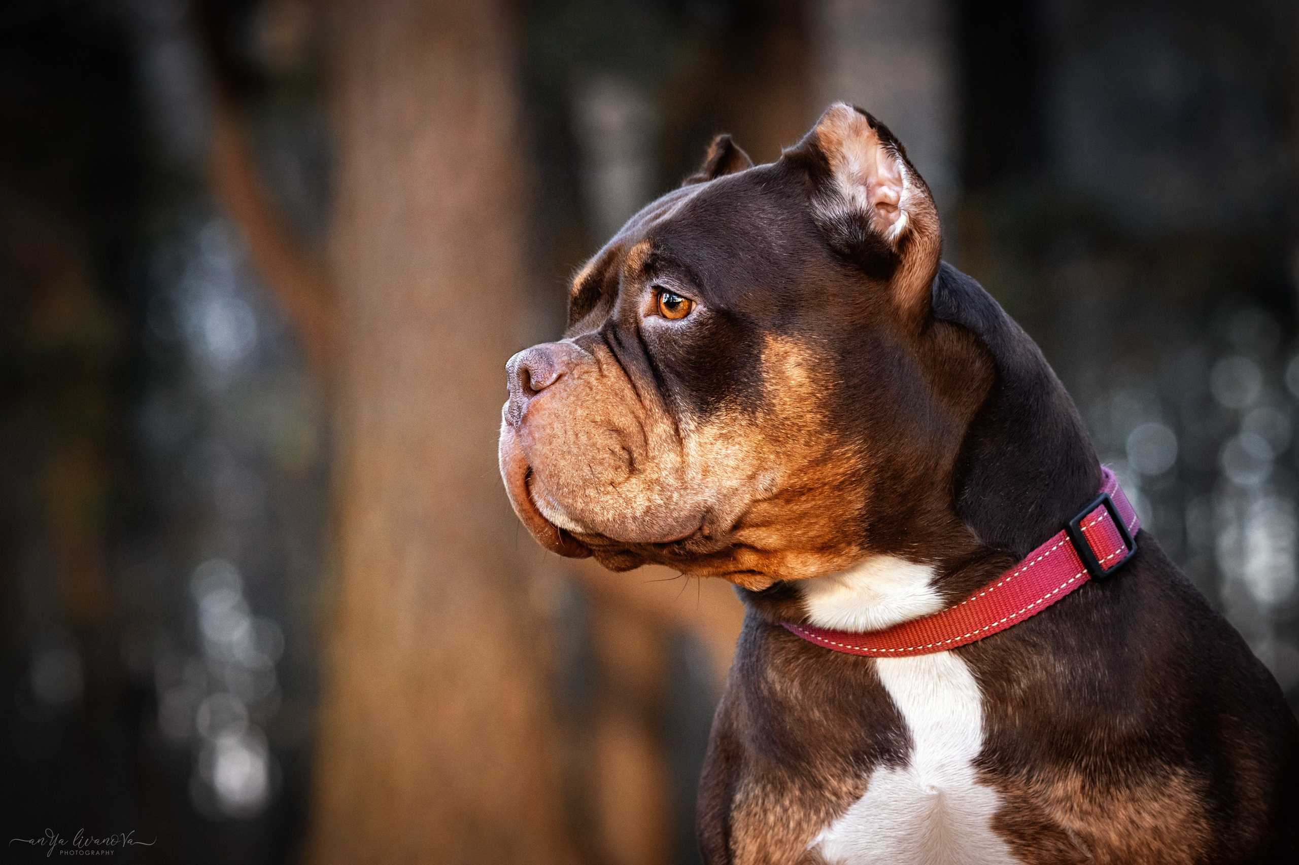 Луна. Фотограф анималист Аня Ливанова | Рыбинск