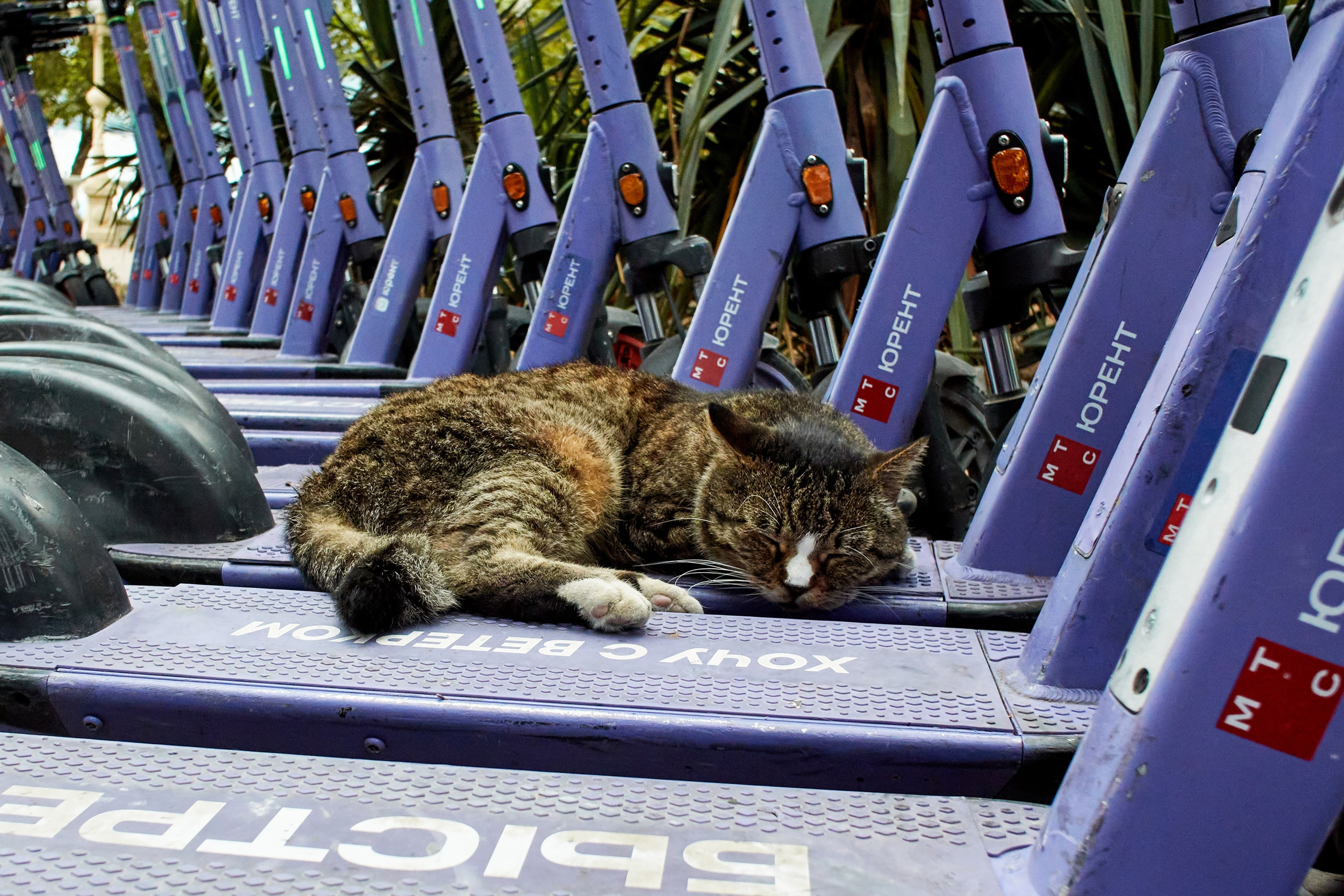 Жизнь, люди, стрит, вокруг, животные, на улице. Яркие фото на Чёрном море