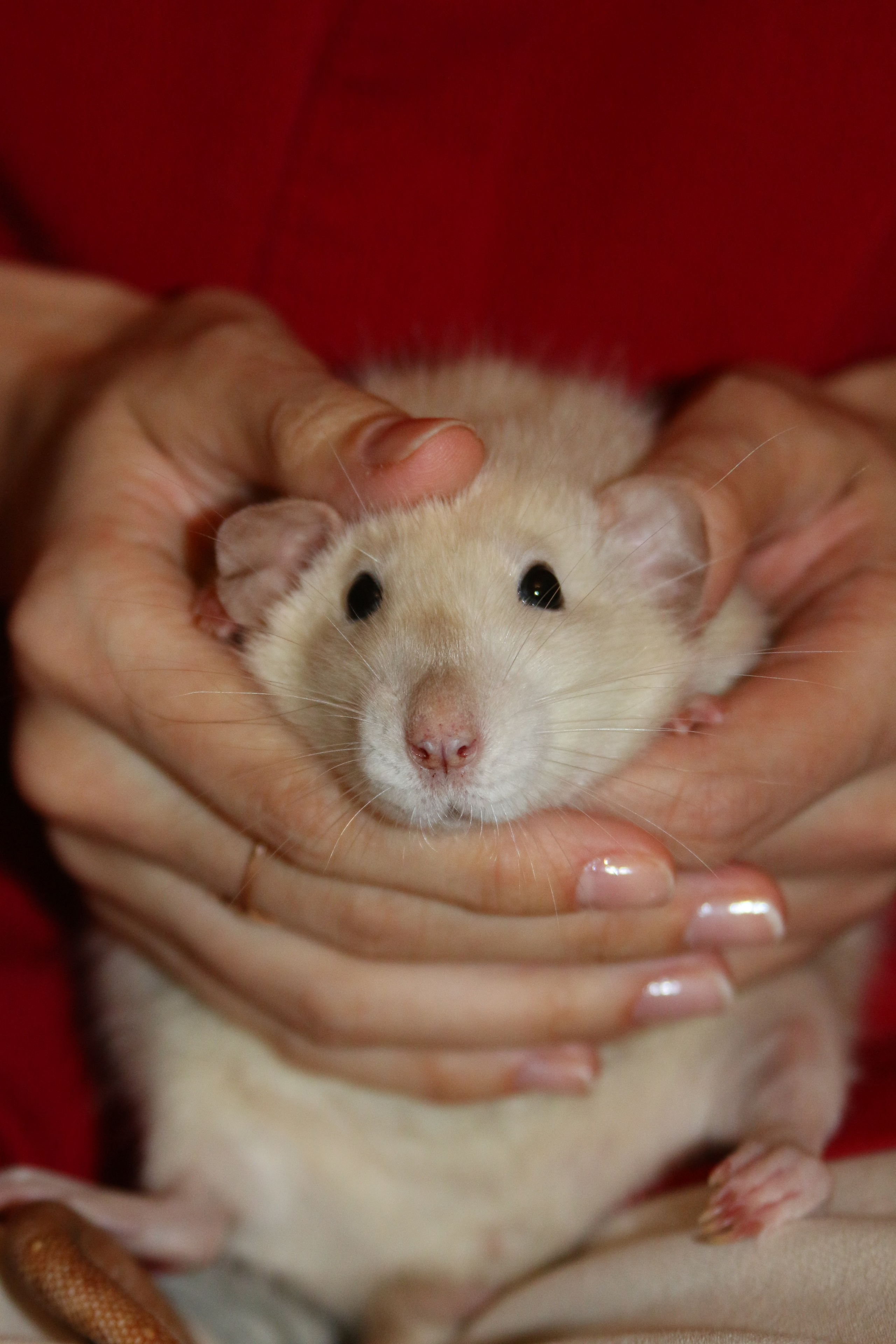 Съемка с питомцем