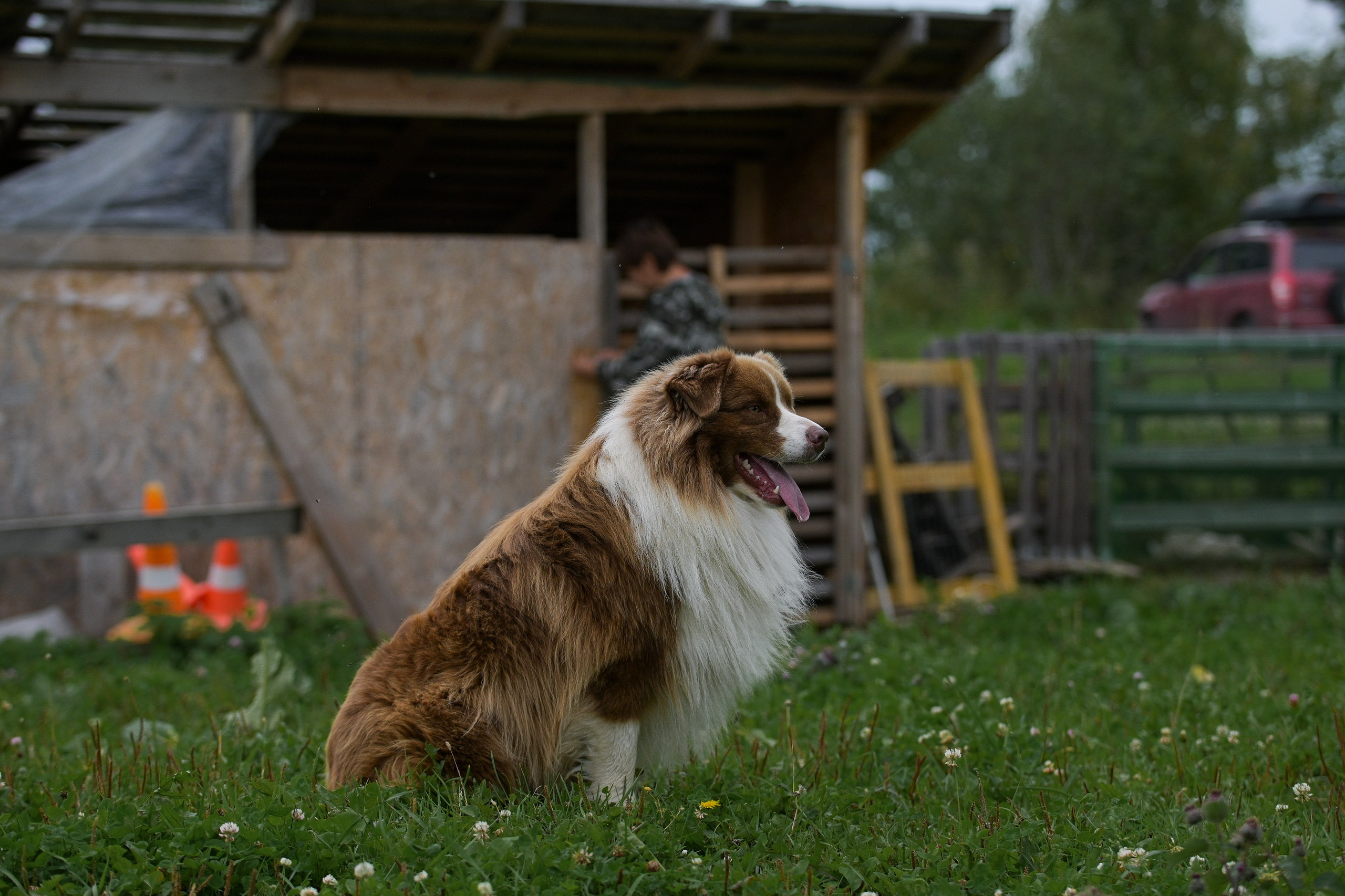 Пастьба собак. Творческий фотограф Вологда