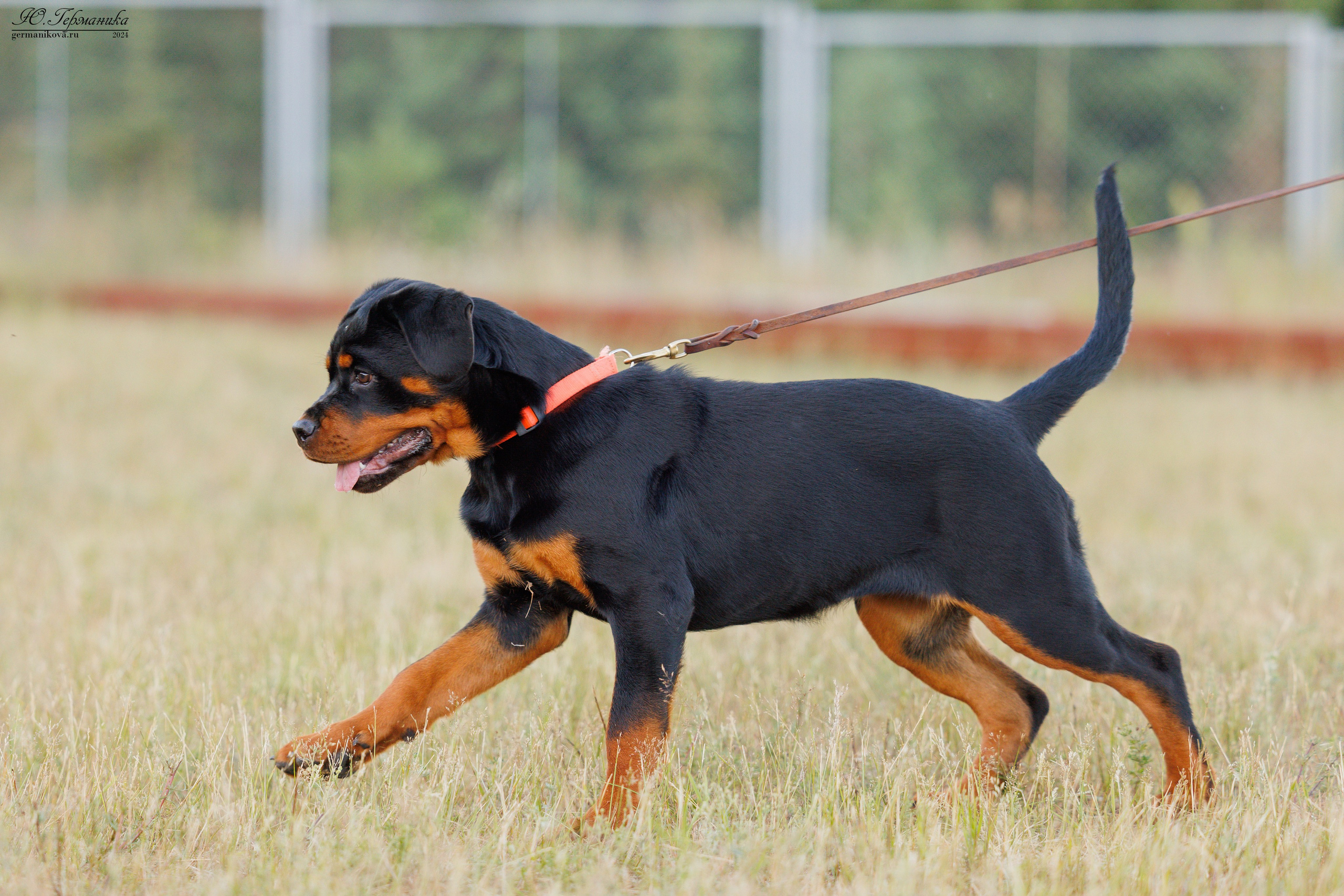 ПК и КЧК ротвейлеры Тверь 6-7.07.2024. Фотограф-анималист Юлия Германика