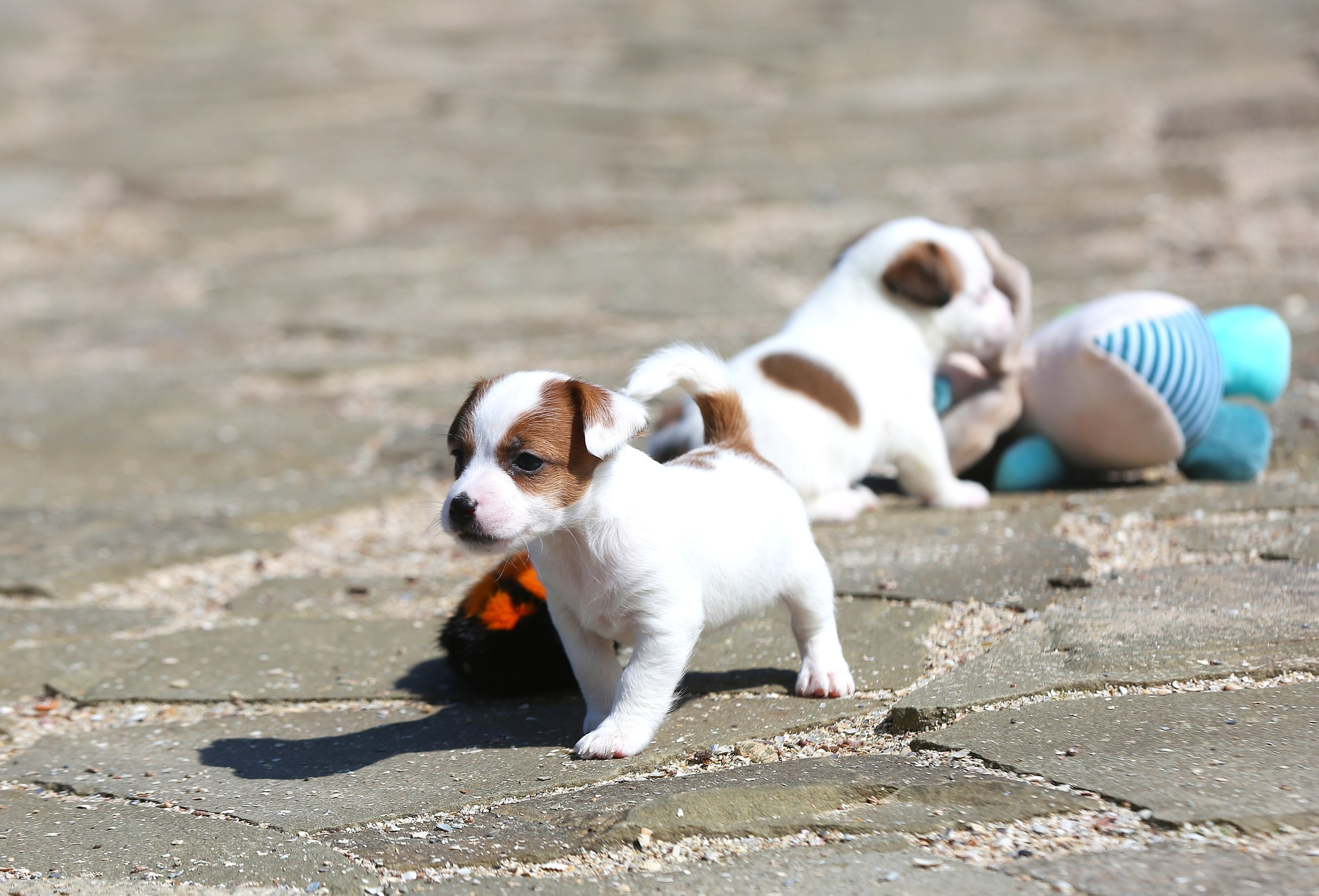 Общий альбом. Lovely-Orange питомник джек рассел терьеров