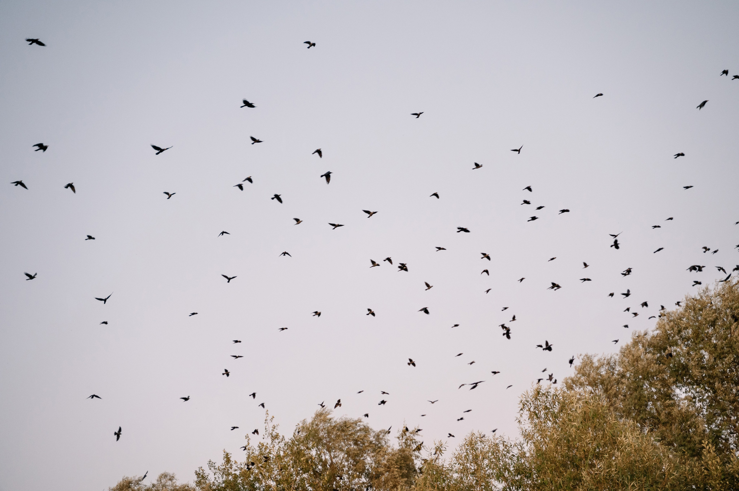 Свадебная съёмка. Свадебный и семейный фотограф в Чебоксарах Ирина Левнер