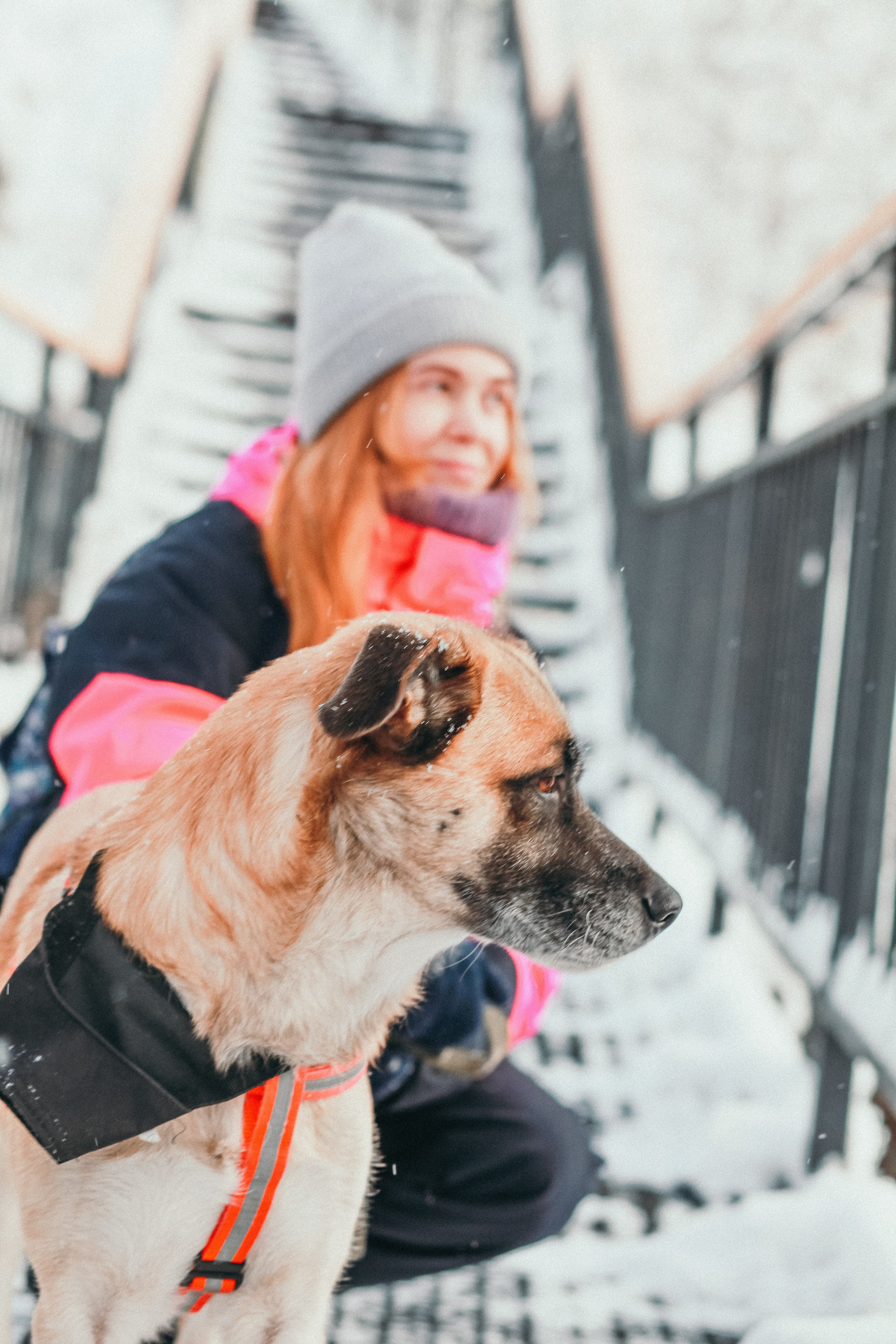 Фотосессии собак. Фотограф Дарья Локотко в Красноярске