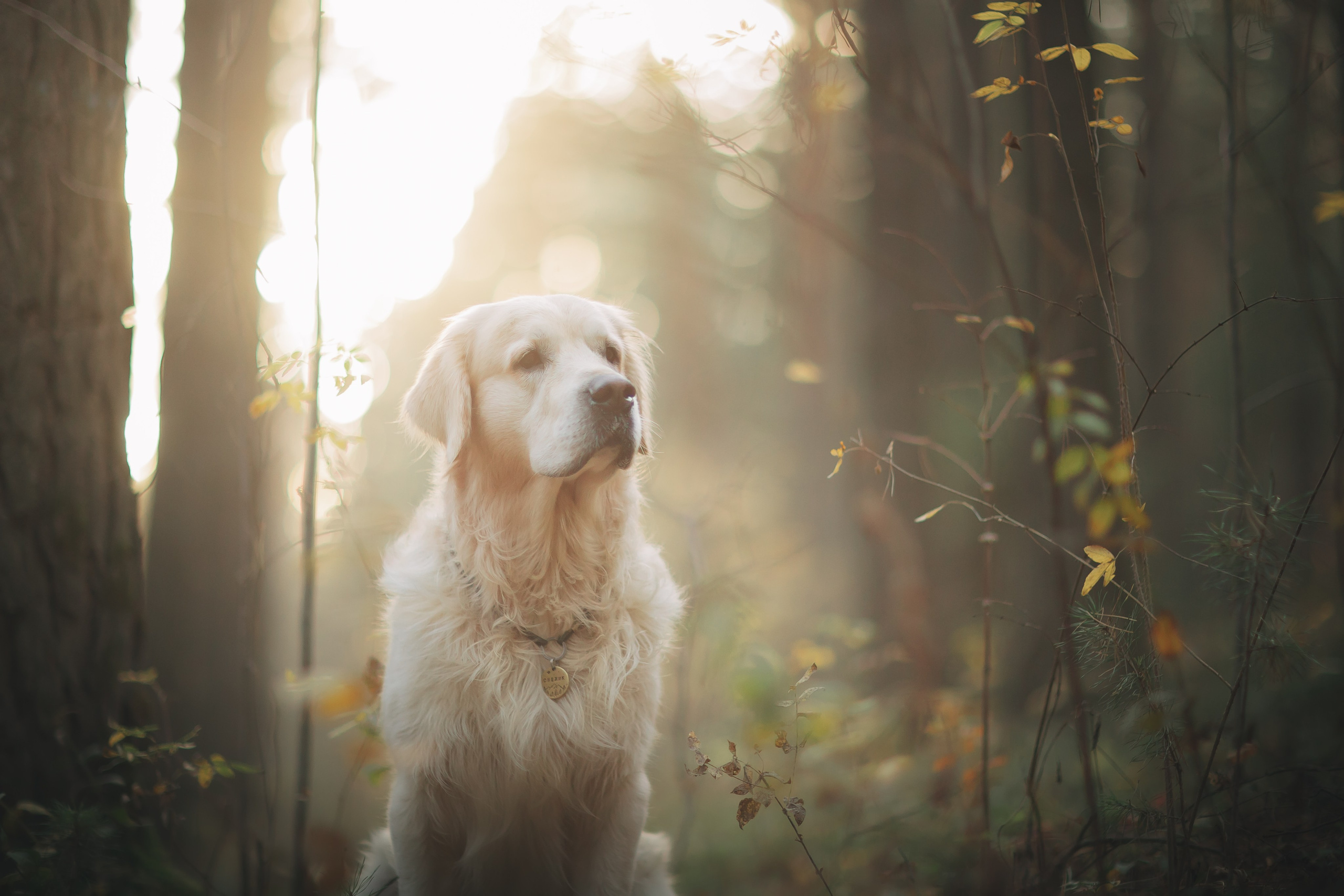 Снежик и Веста. Свадебный и женский фотограф