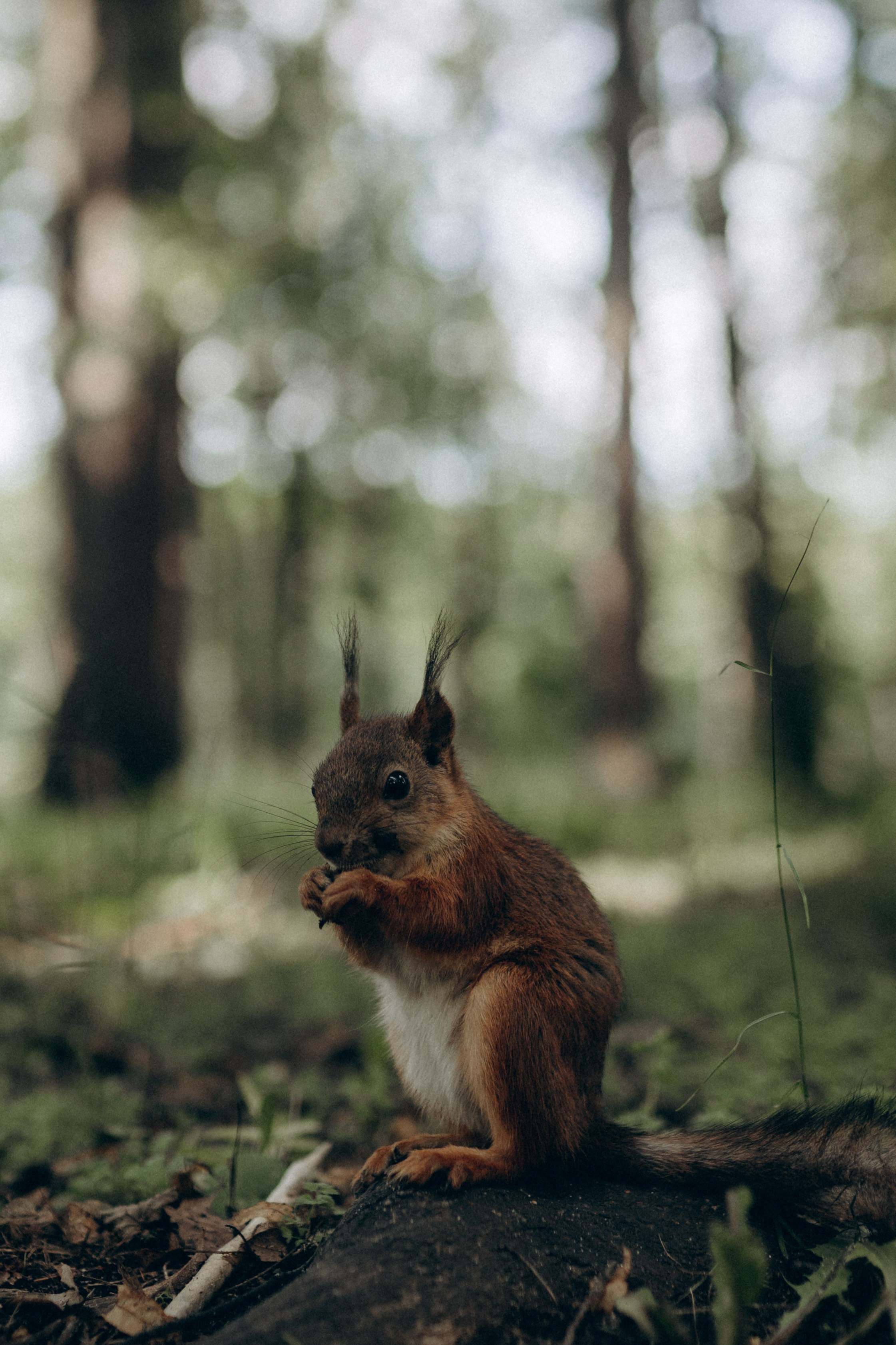 Юлия & Андрей. Фотограф НОГИНСК, Москва, Анастасия Белая