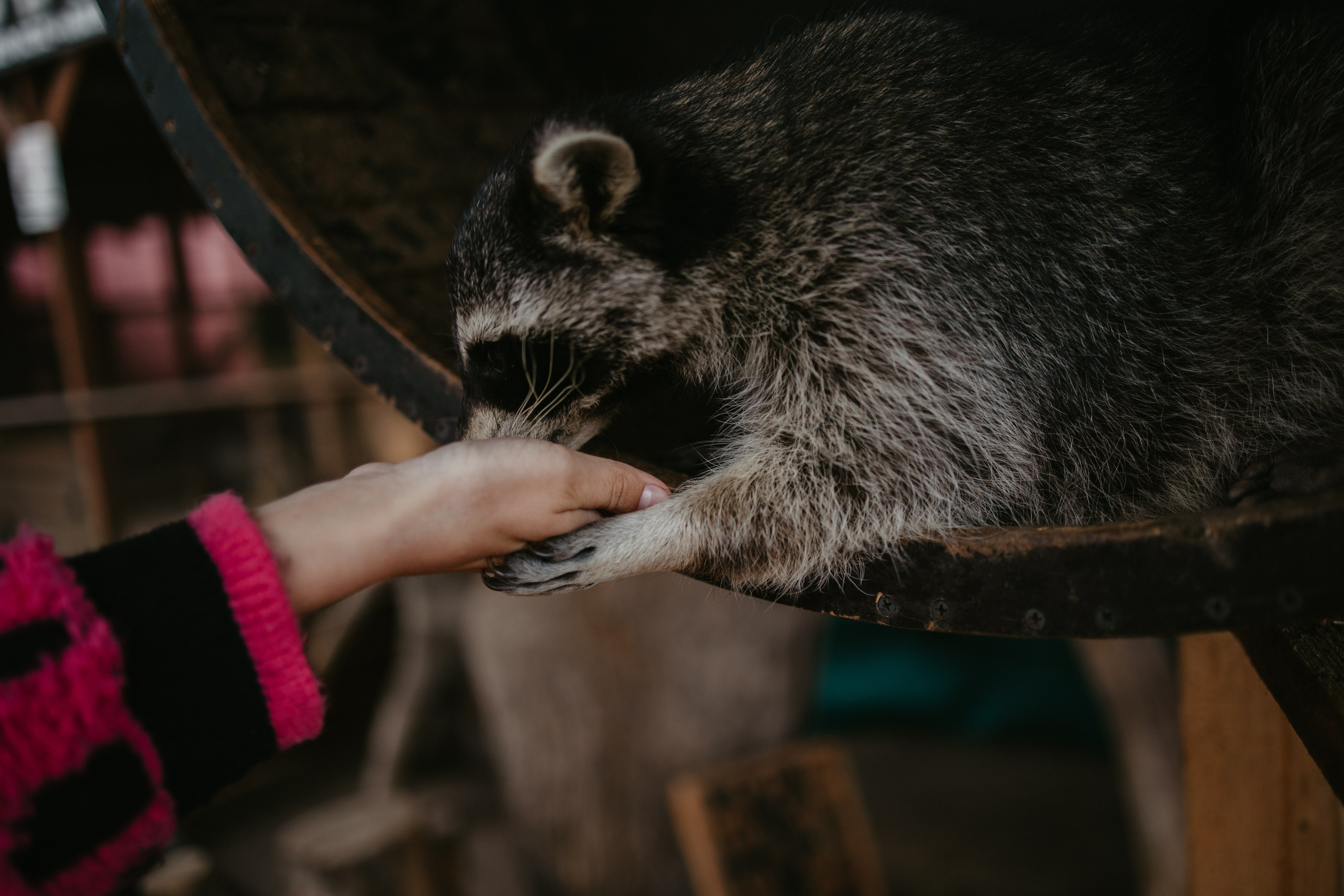 Лера 2 годика. Репортажный и портретный фотограф в Санктпетербурге. Видиосъемка мероприятий в Санкт-Петербурге