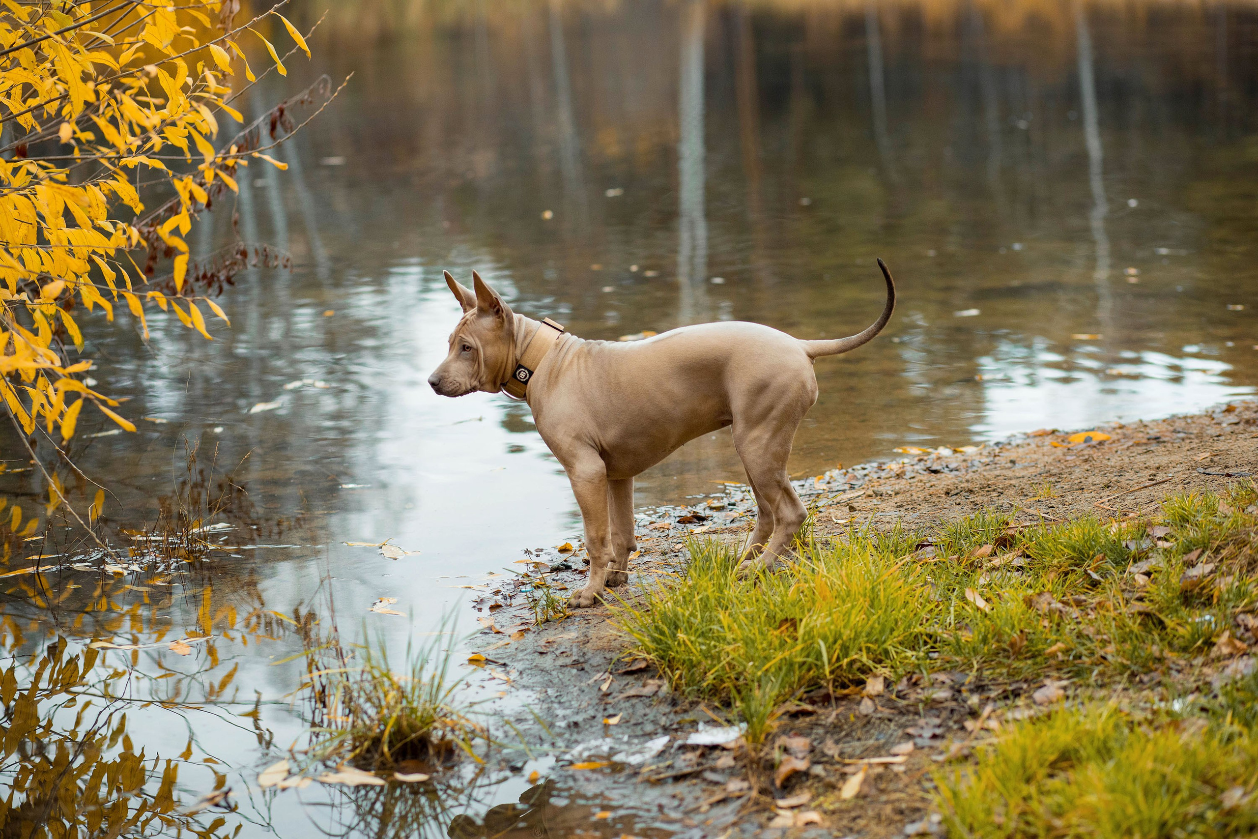 Съемка животных. Конный фотограф в Челябинске Стромова Ольга