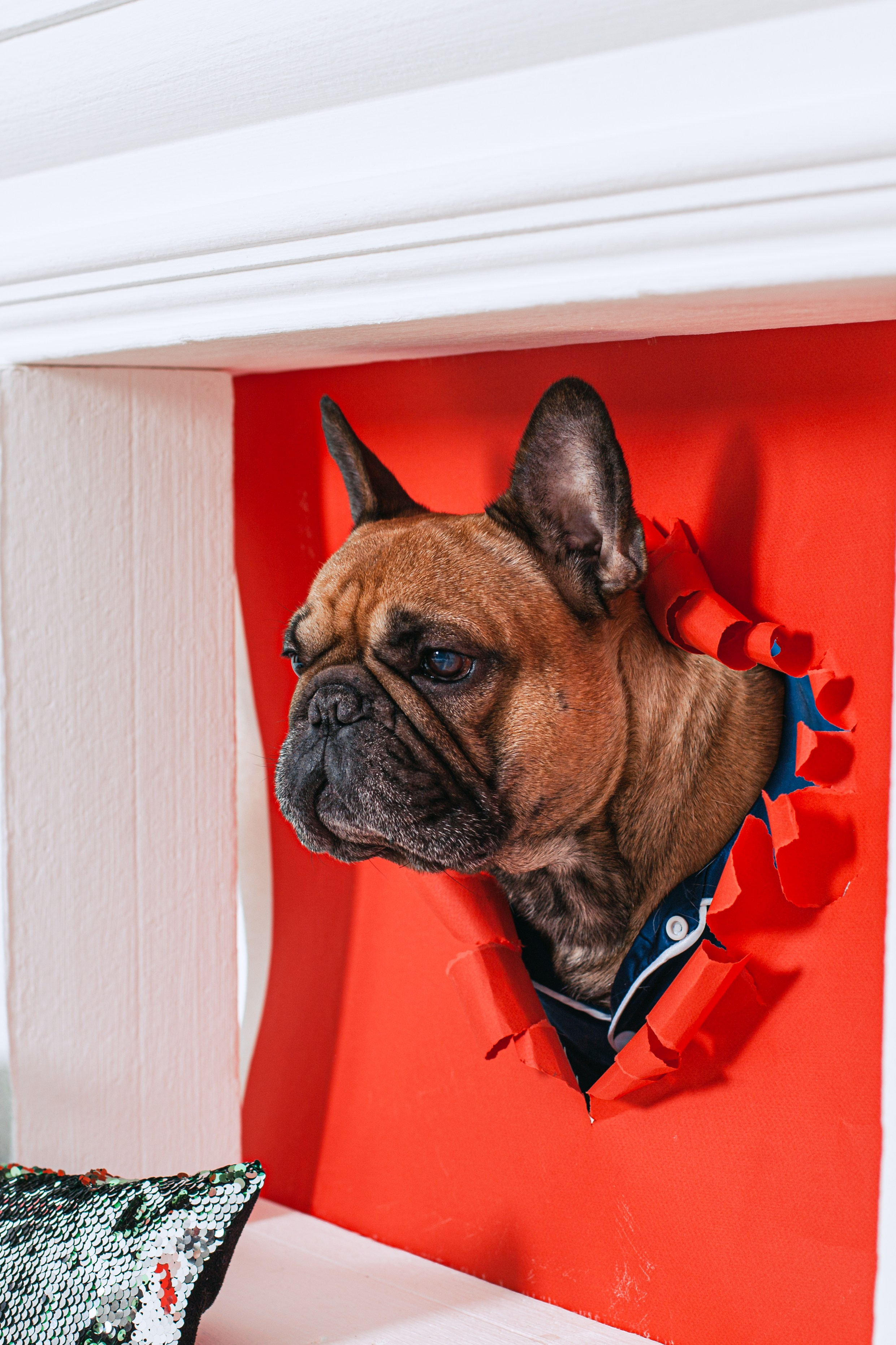 Пижамная вечеринка французских бульдогов и их хозяев. Фотограф-анималист Татьяна Степанова