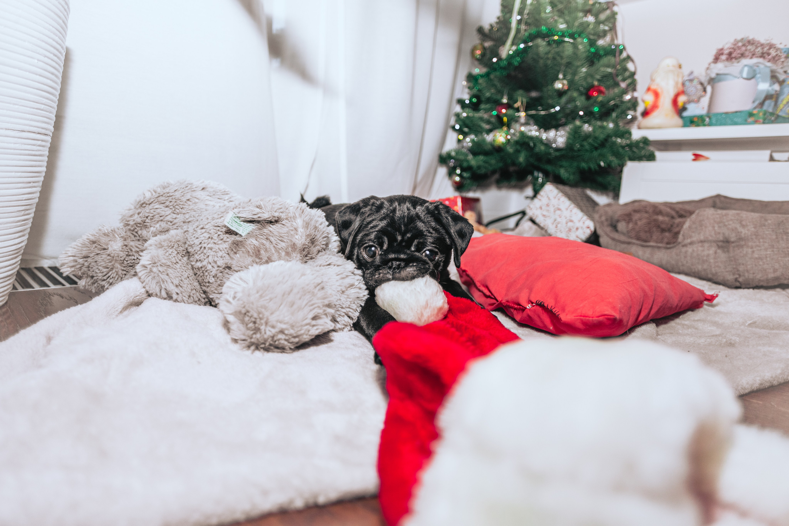 Домашняя фотосессия Оли и двух ее мопсов. Фотограф-анималист Татьяна Степанова