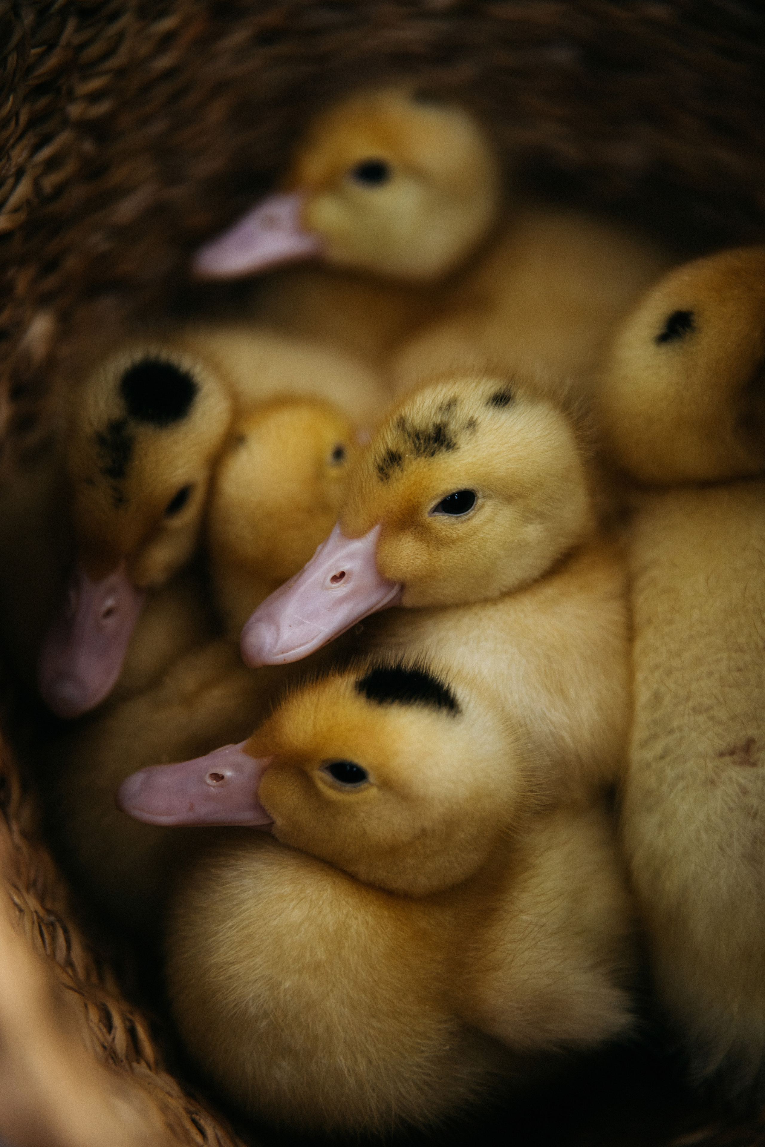 Лето на даче. Женский и семейный фотограф в Туле Катя Вуколова
